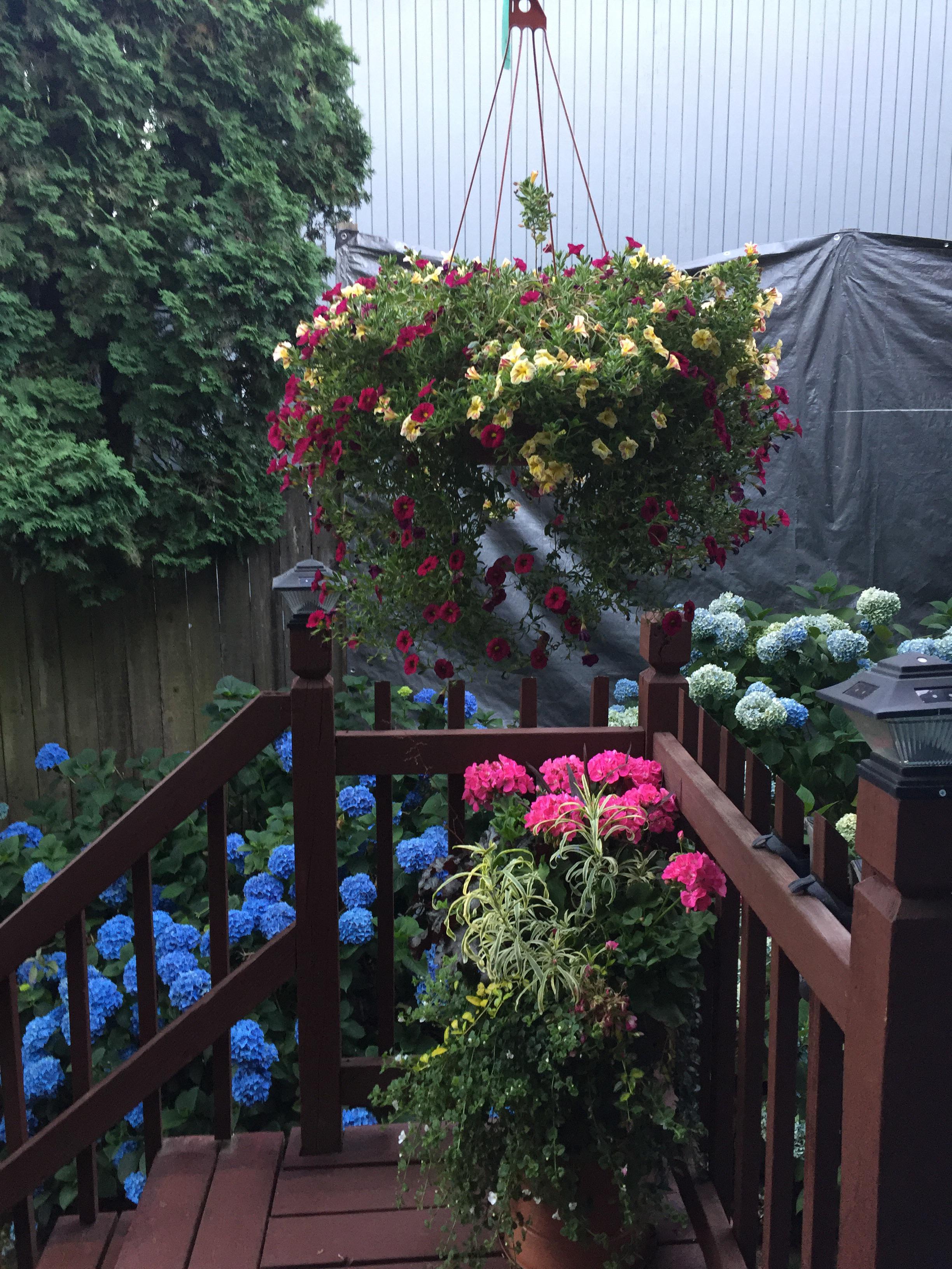 Flowers in my yard r/gardening