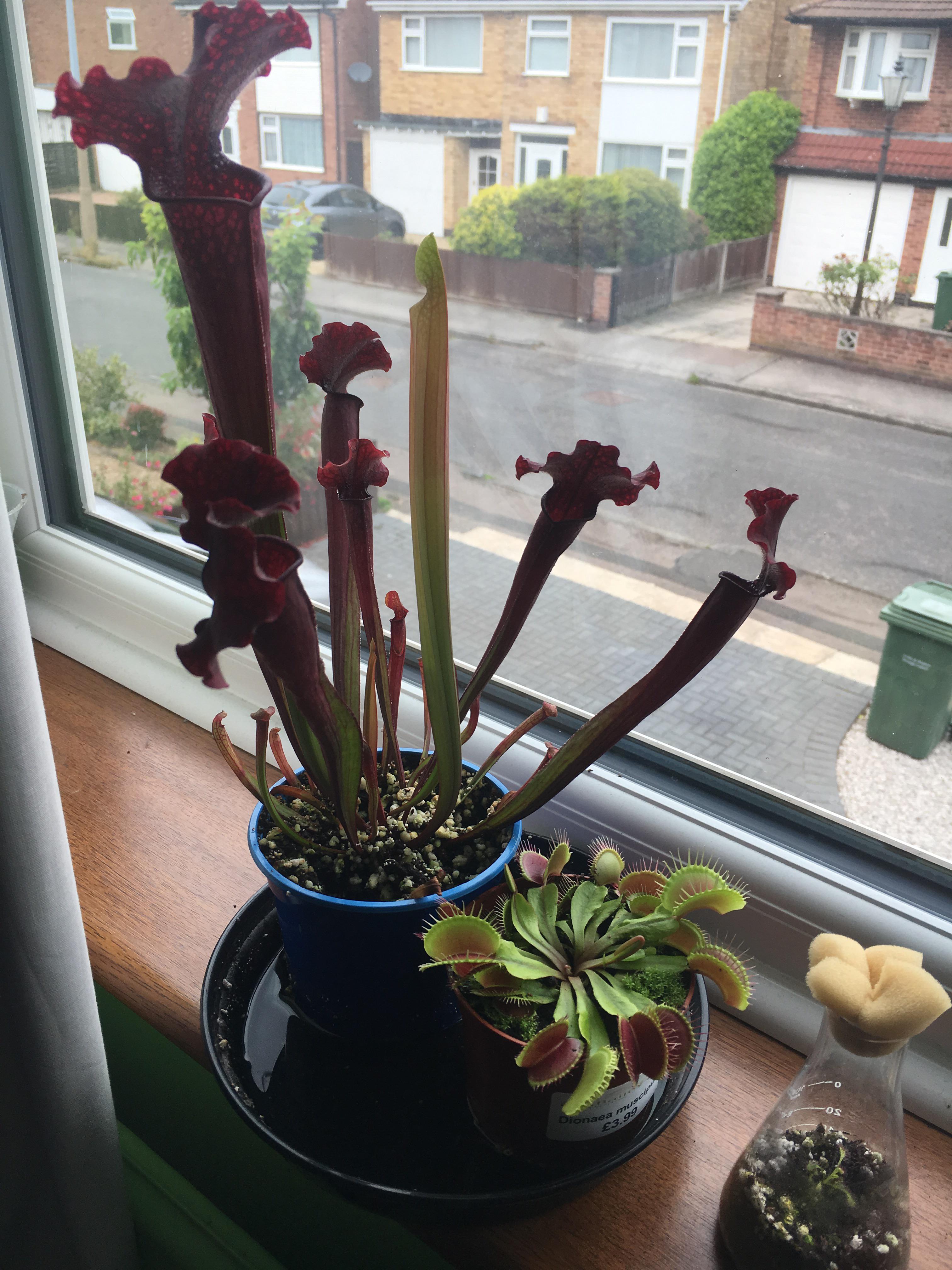 How healthy do my plants look r/SavageGarden