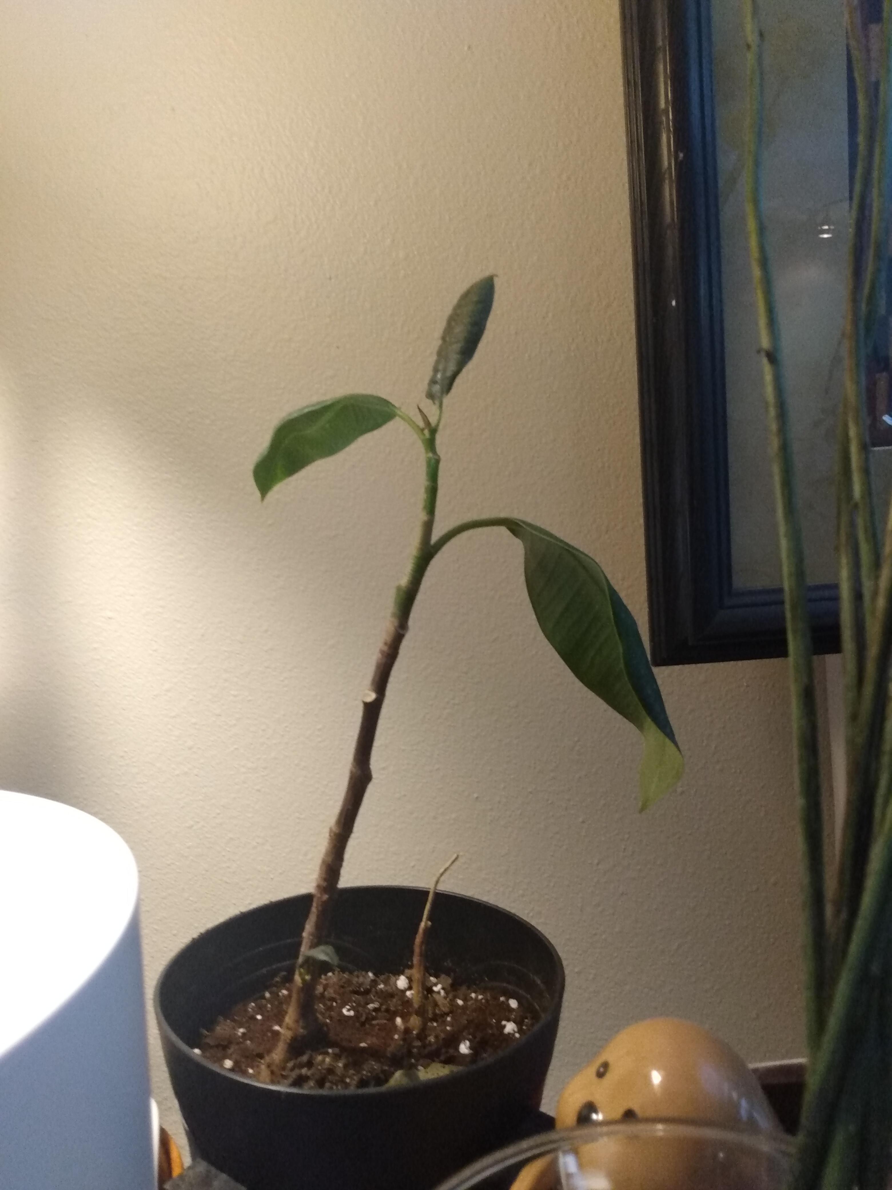 Why is my rubber tree wilting/ losing it's purple color? I water it