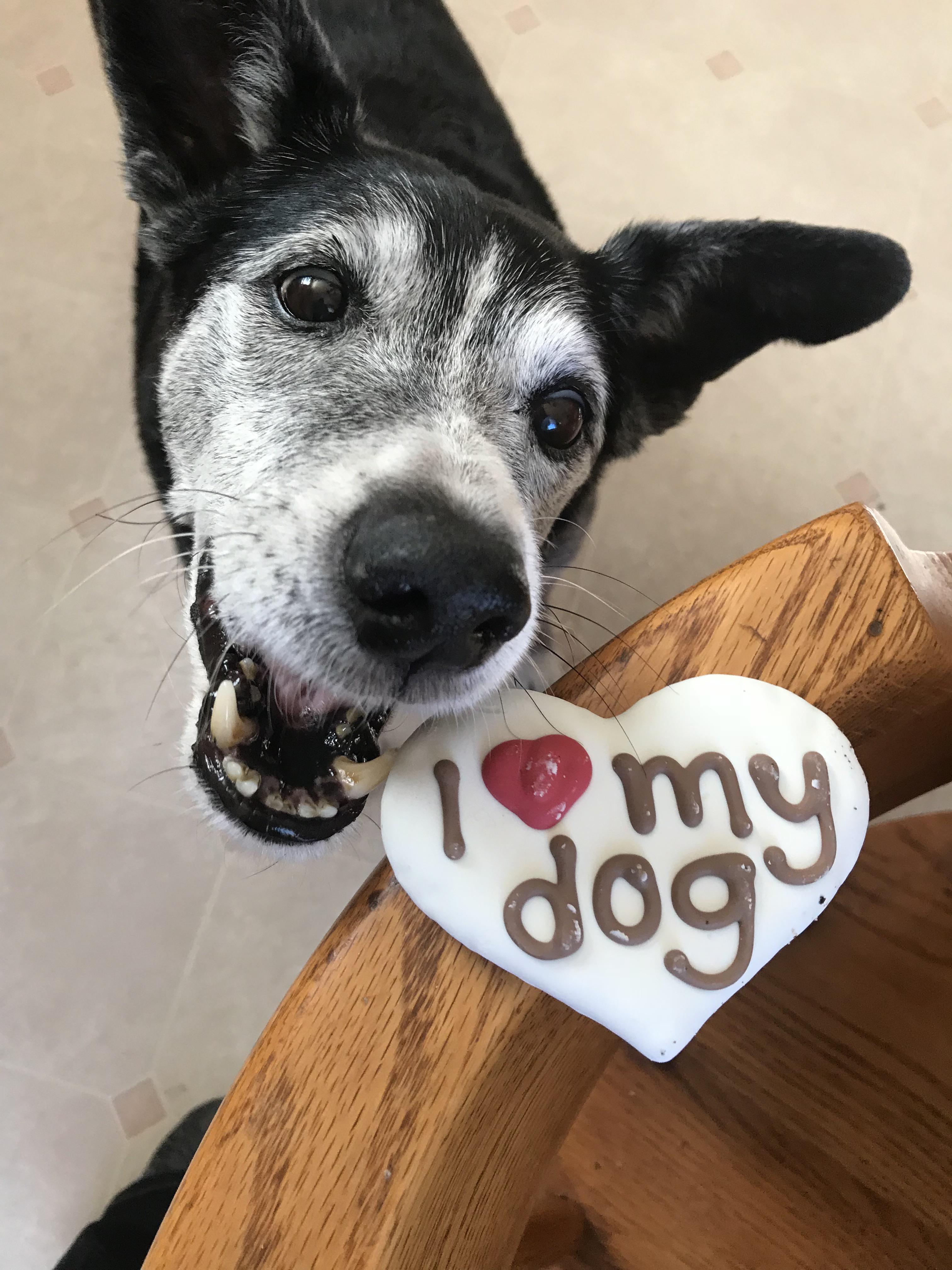 I also cracked and got one of those weird stale dog treats. This is