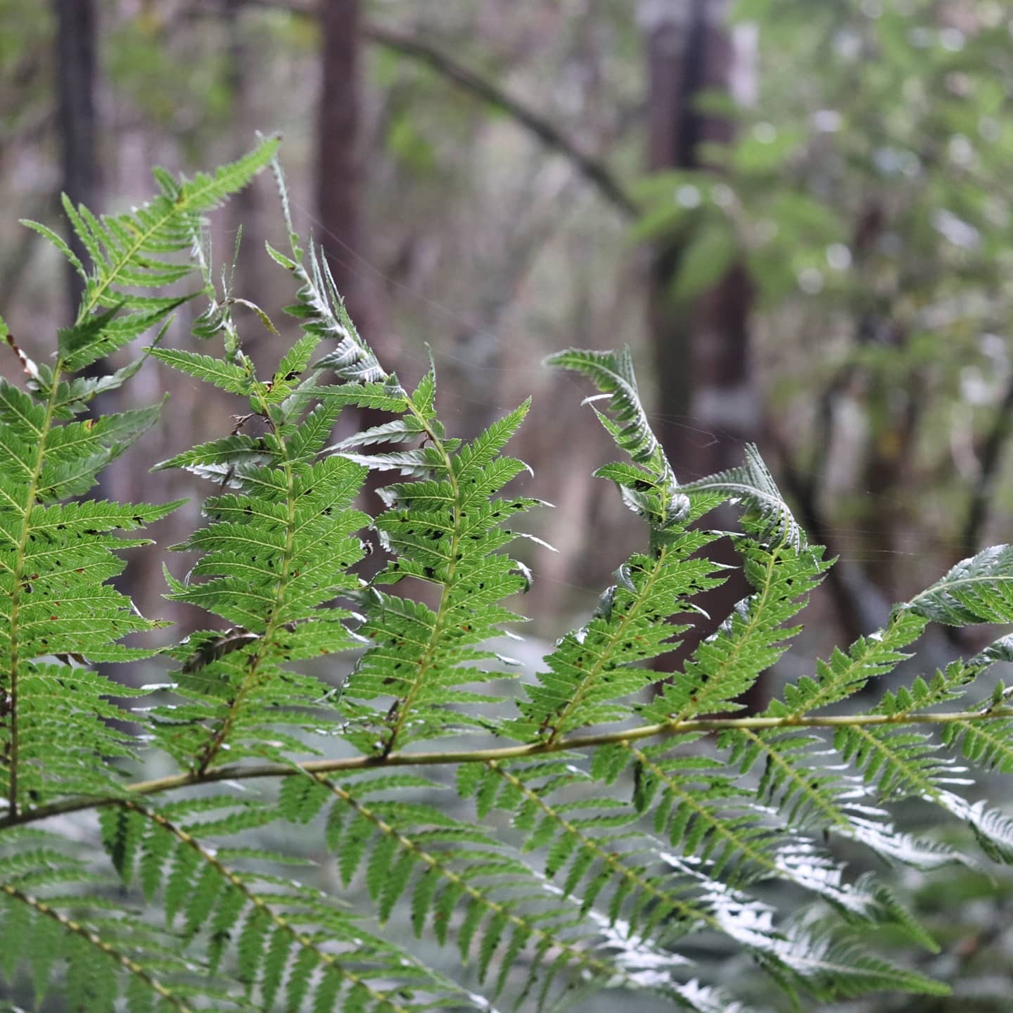 An Australian fern from Mount Wellington Tasmania r/ferns