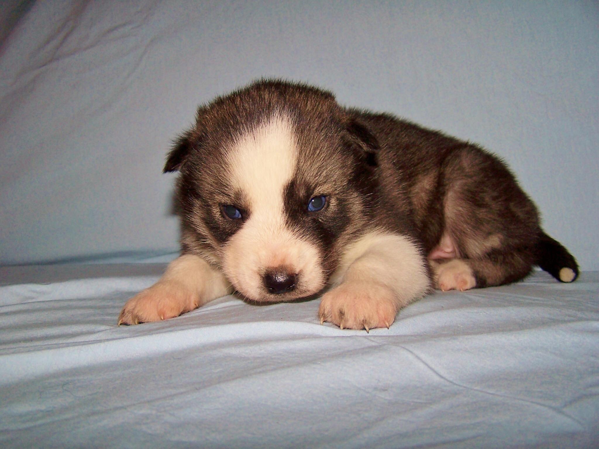 My little boi 3 weeks old. Look how cute! (questions in comments) husky