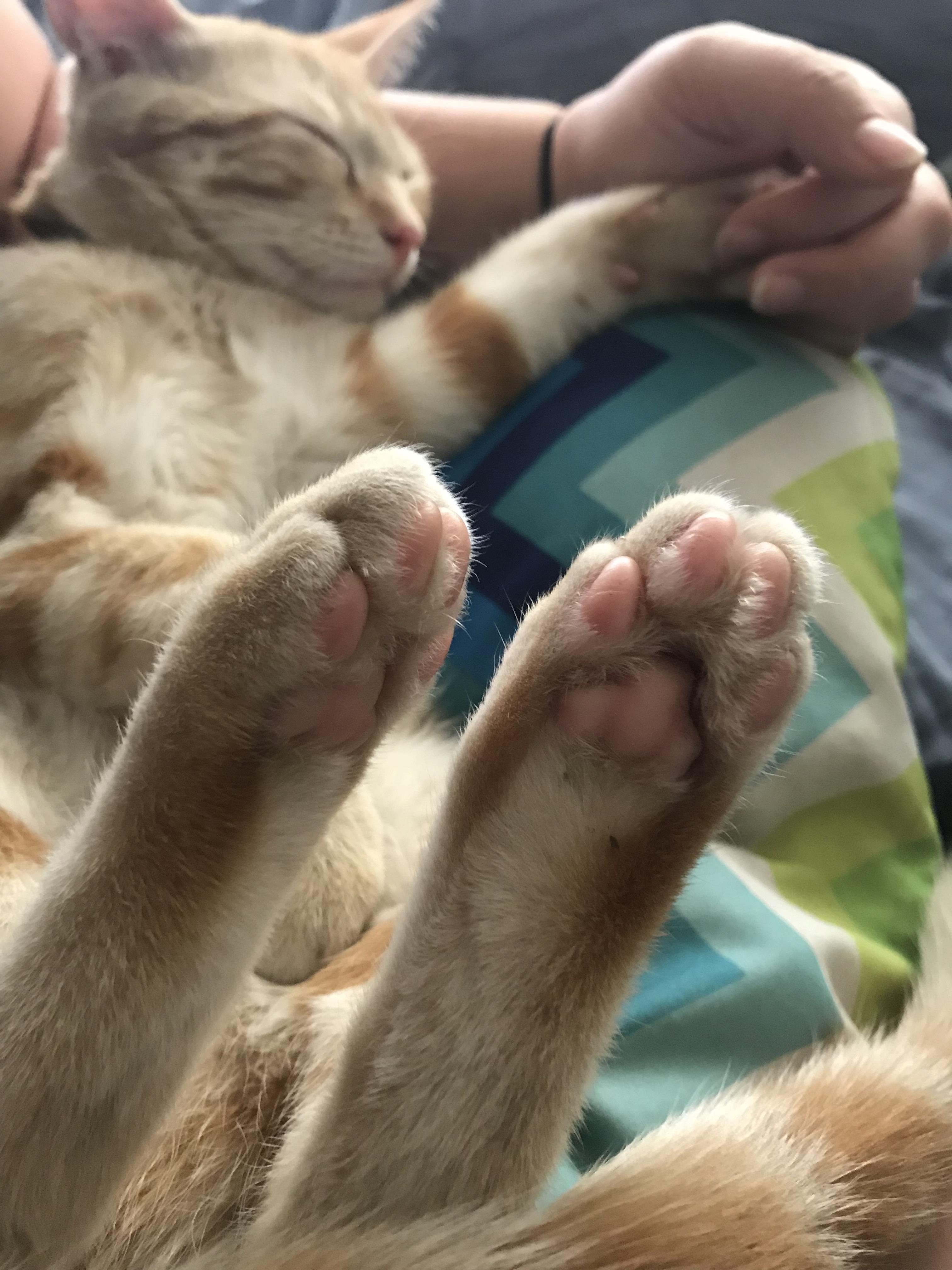 Our new kitten loves to snuggle. And he will allow you to touch the