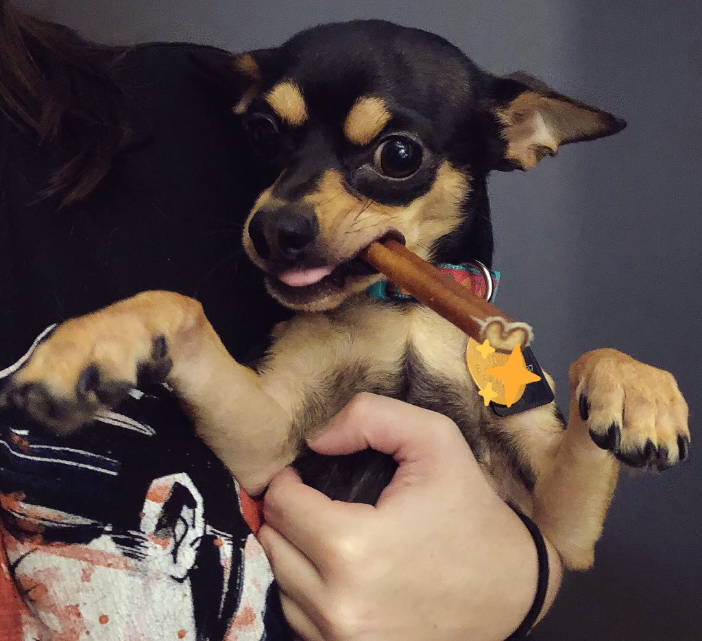 his first bully stick!!! r/Chihuahua