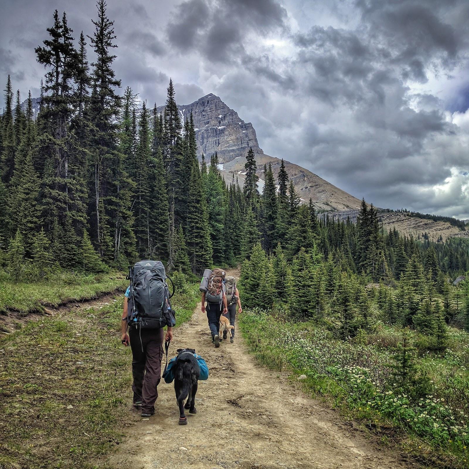 Heading Into the Mountains, Banff National Park r/backpacking