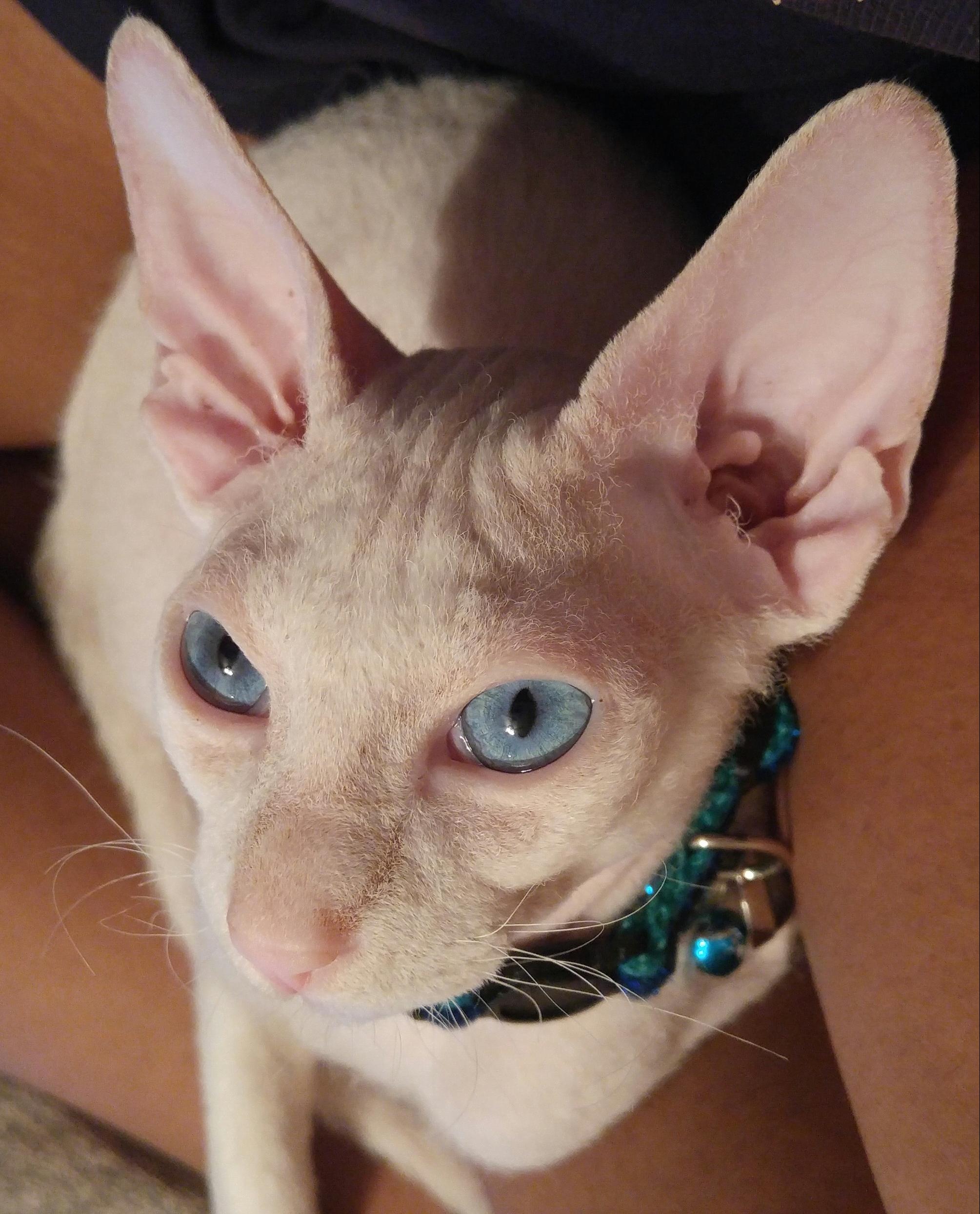My peterbald kitten is definitely a lap cat. r/cats