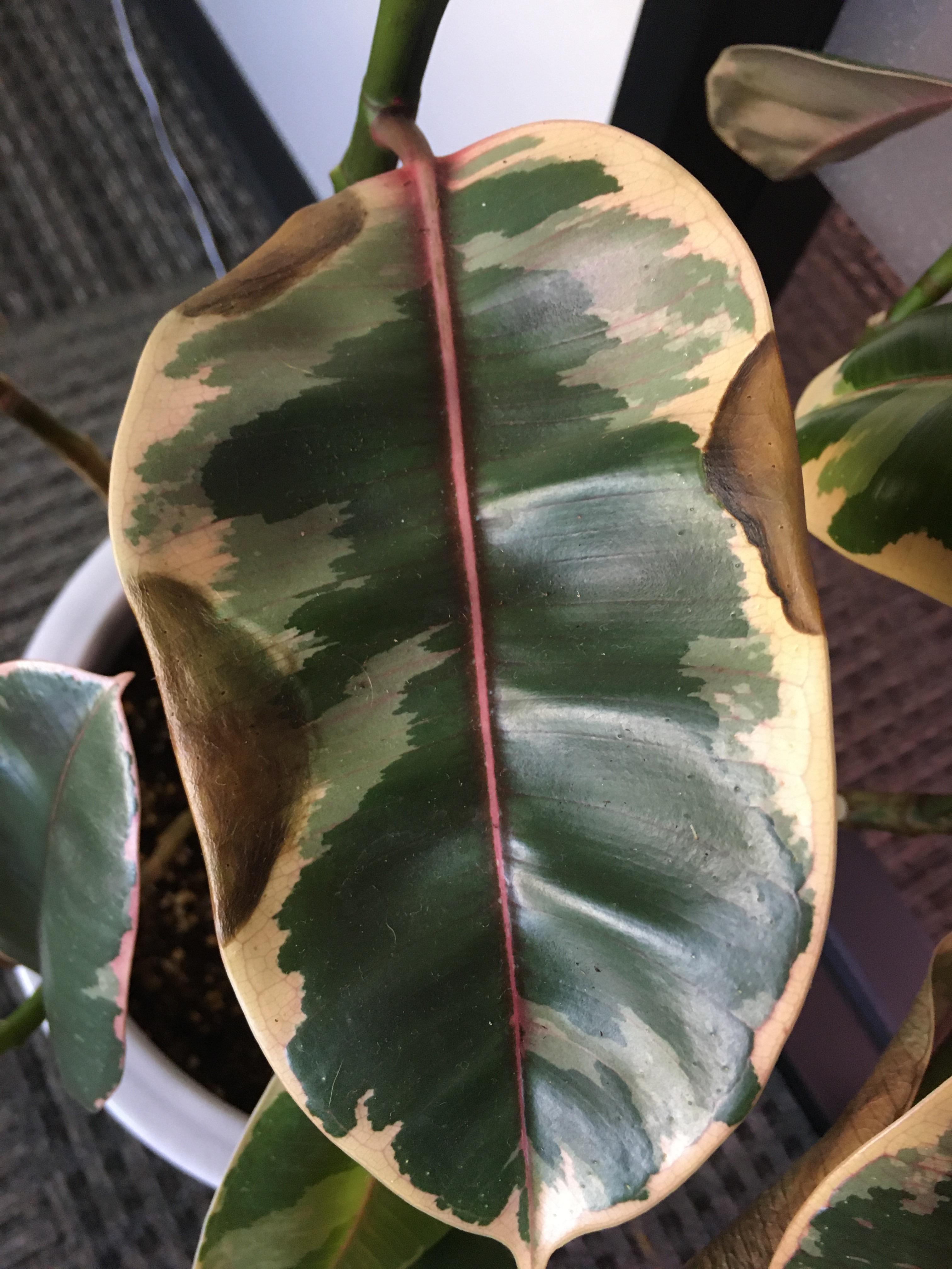Why Are My Ficus Leaves Turning Brown? Causes And Solutions, 41 OFF