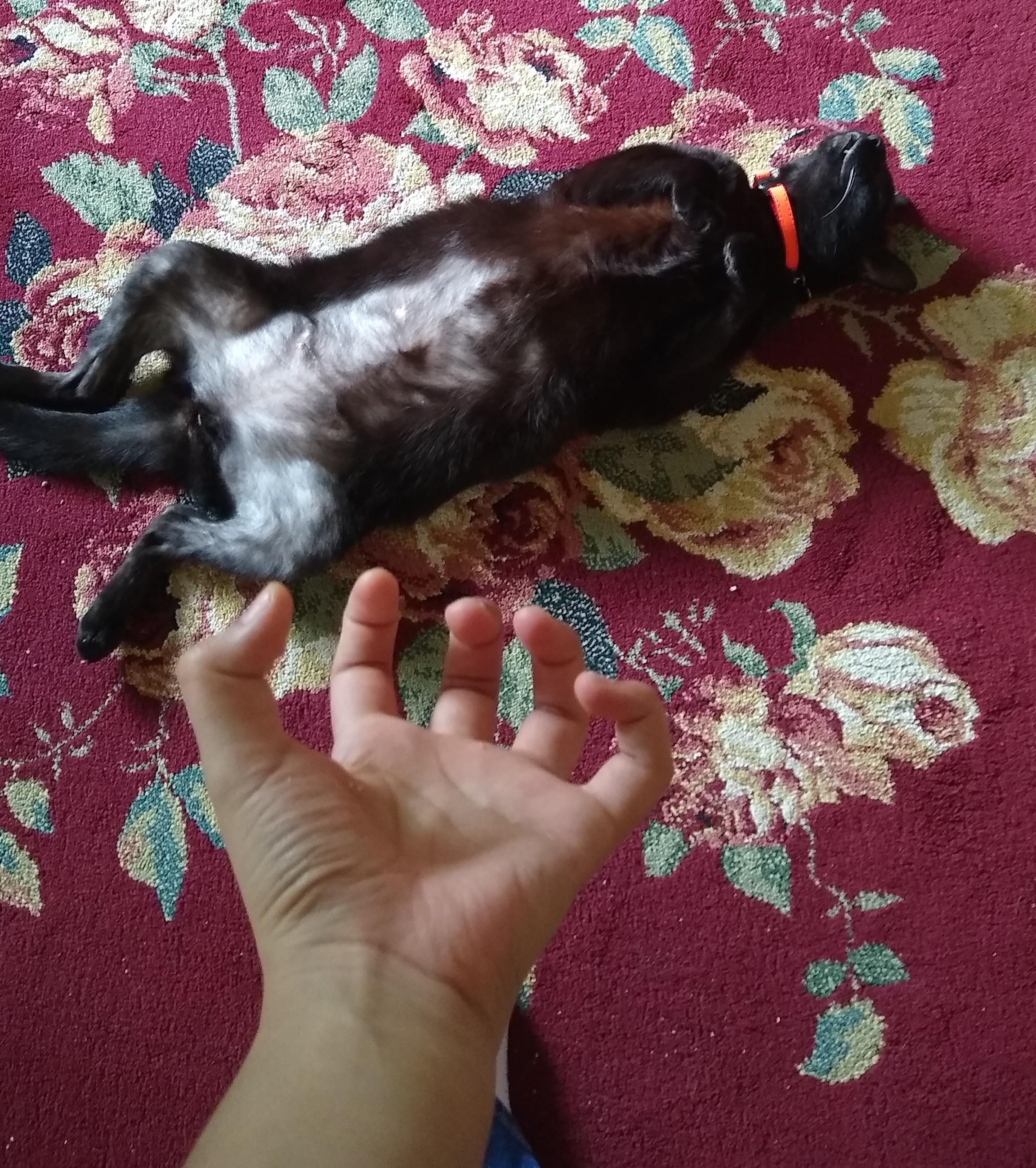 I've trained my cat to play dead r/aww