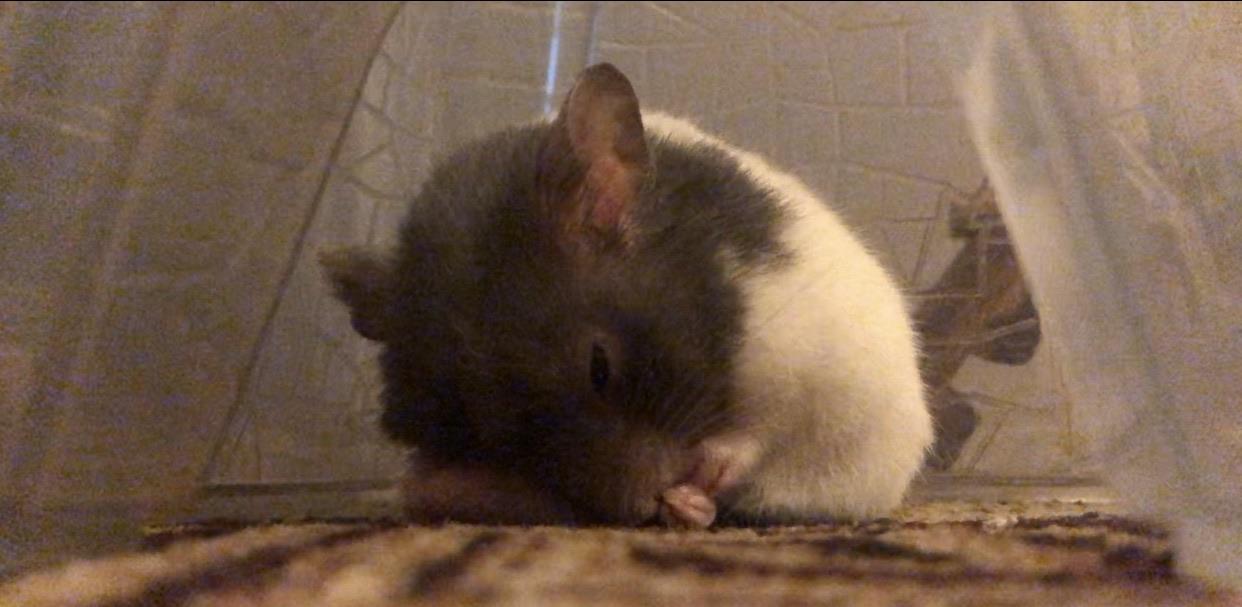 lmao. he’s using his balls as a pillow . r/hamsters