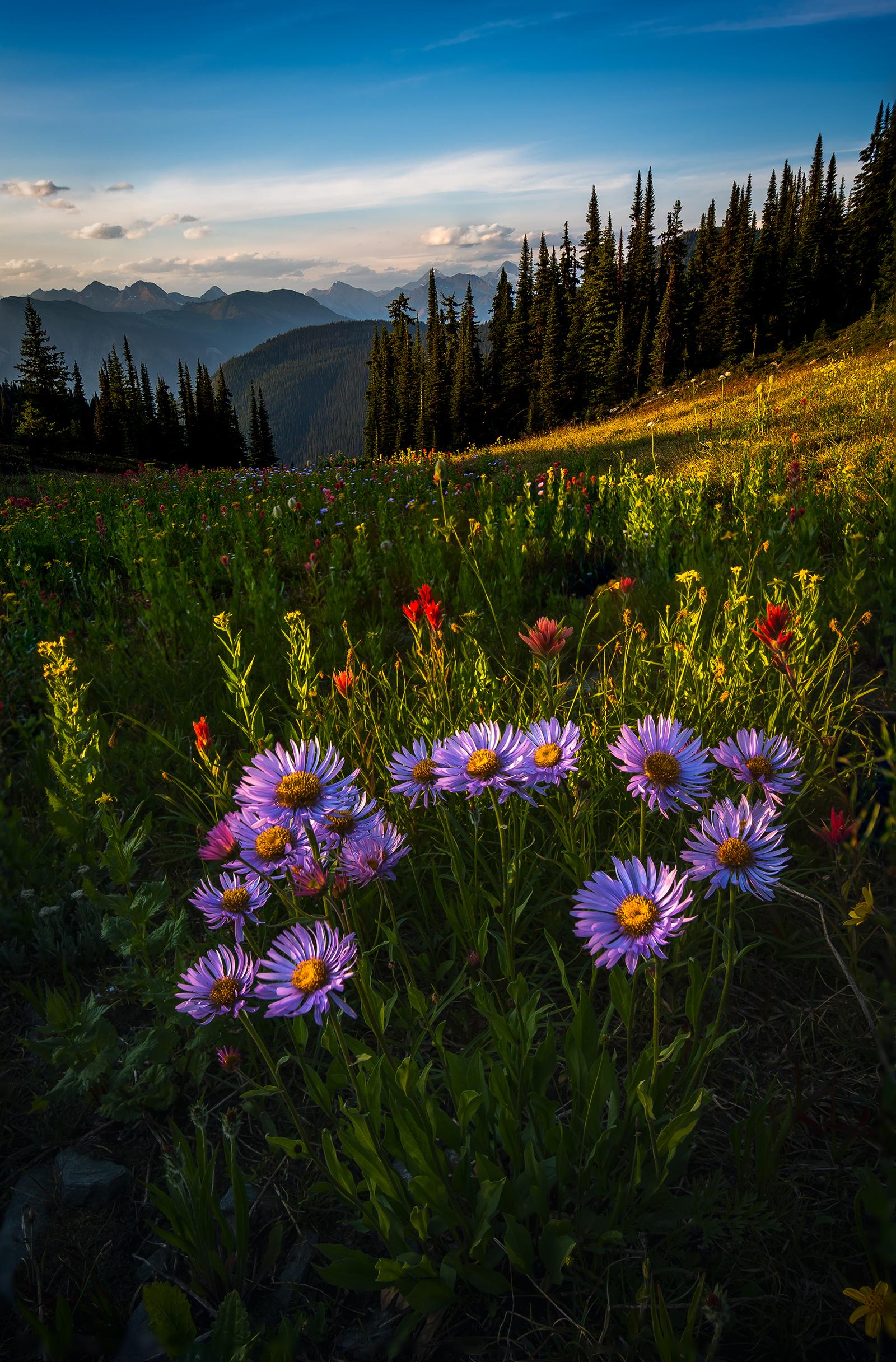 Wildflower season in Revelstoke, Canada is one of my favorite times of