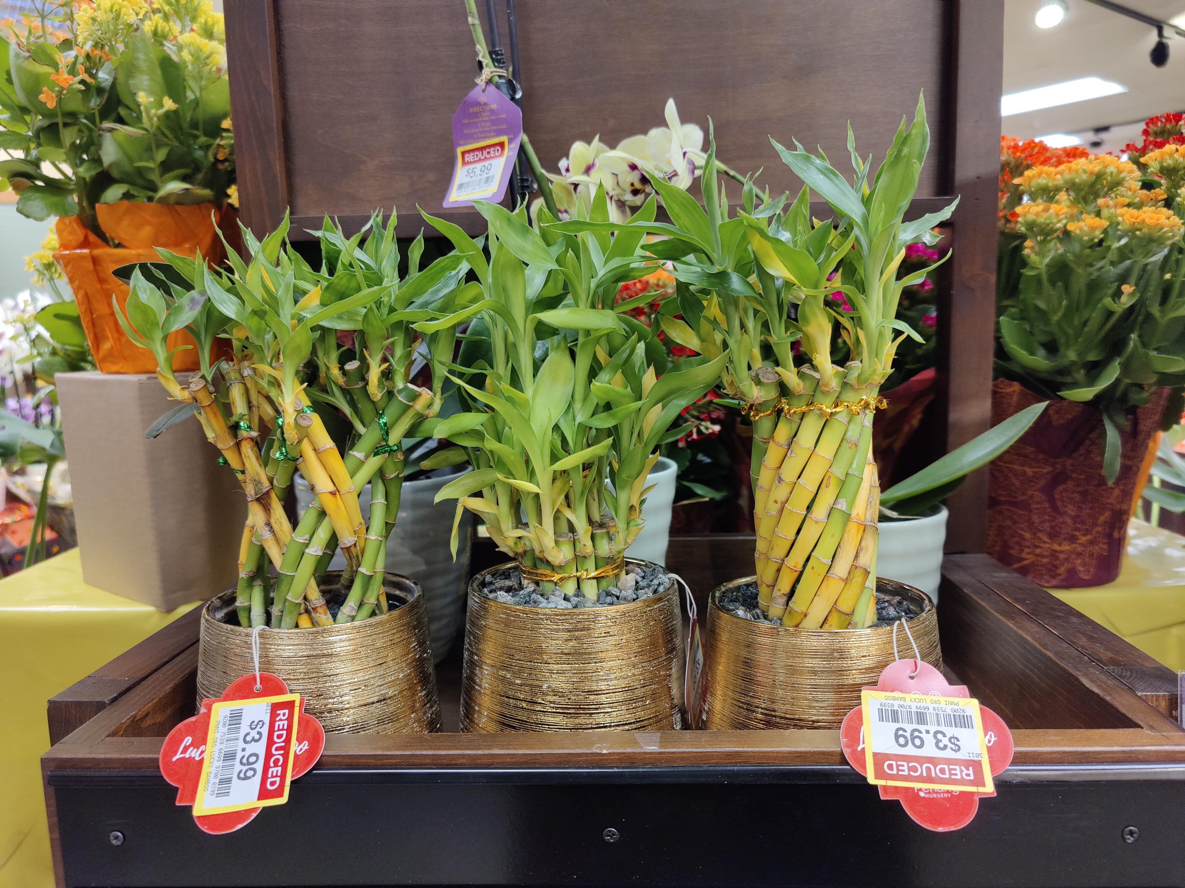 Can lucky bamboo come back from this? r/houseplants