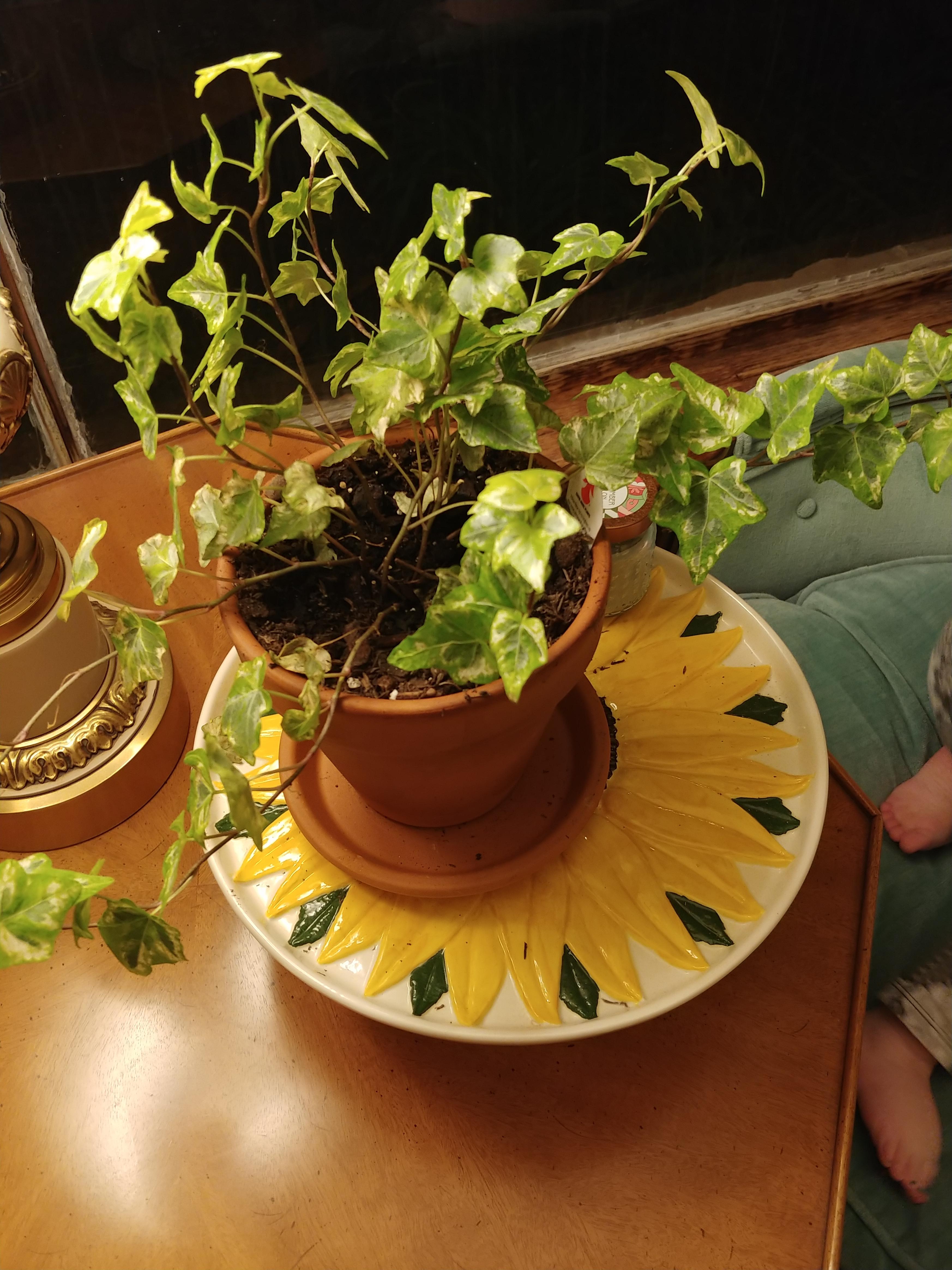 What am i doing wrong? Why is my ivy so sparse now? r/gardening