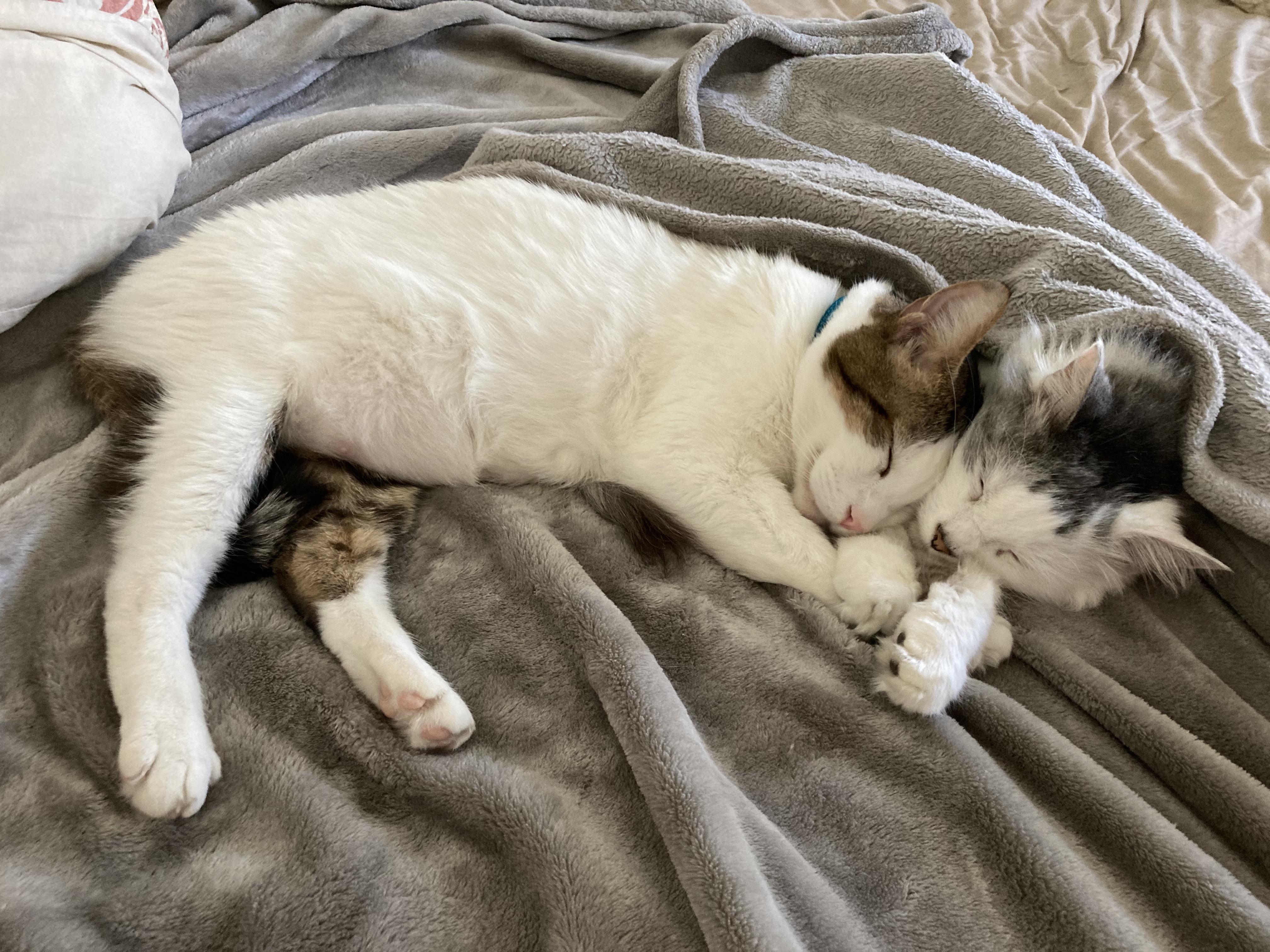 The rare twoheaded cat r/confusing_perspective