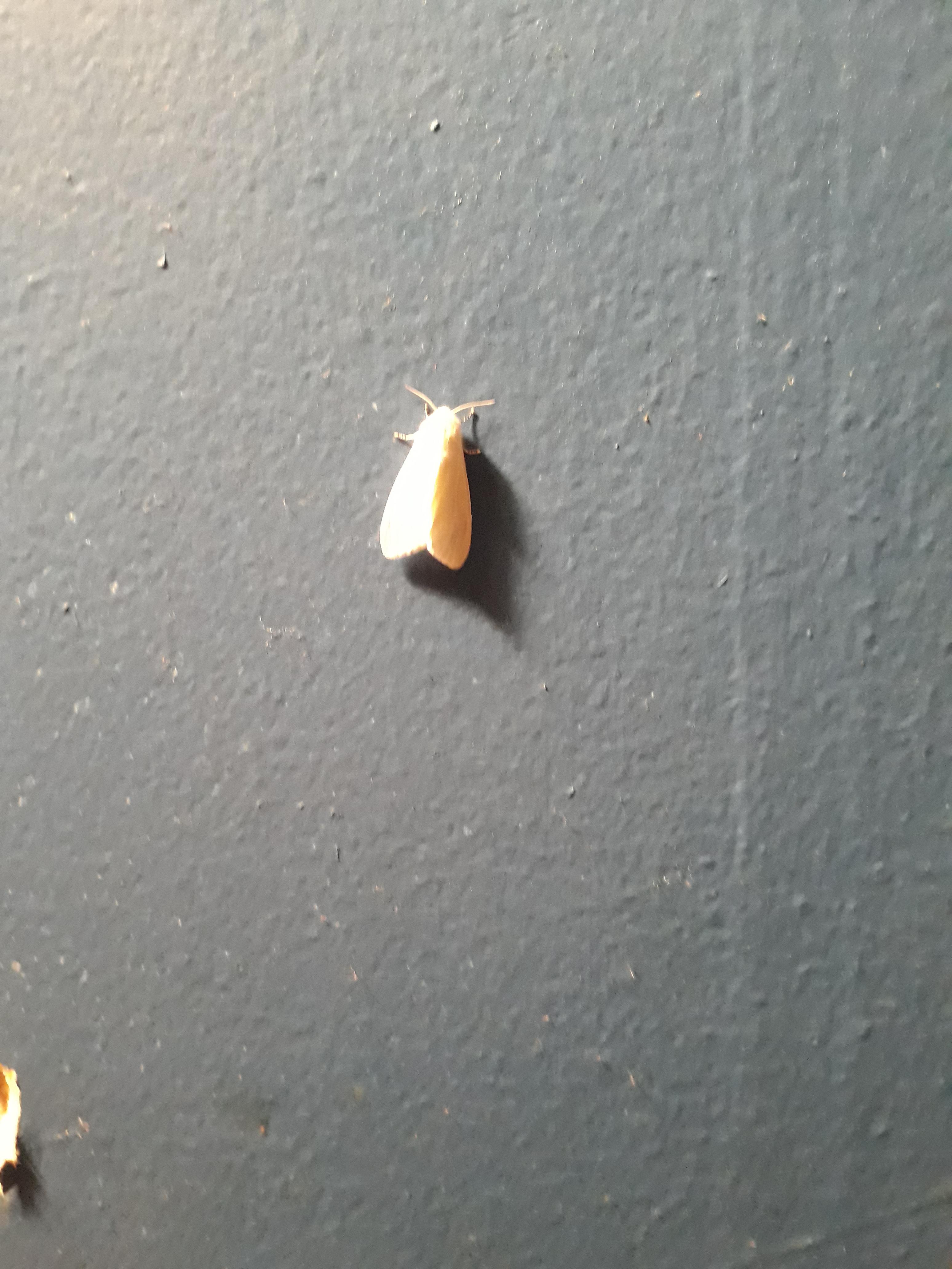 This white moth on my bathroom wall this morning mildlyinteresting