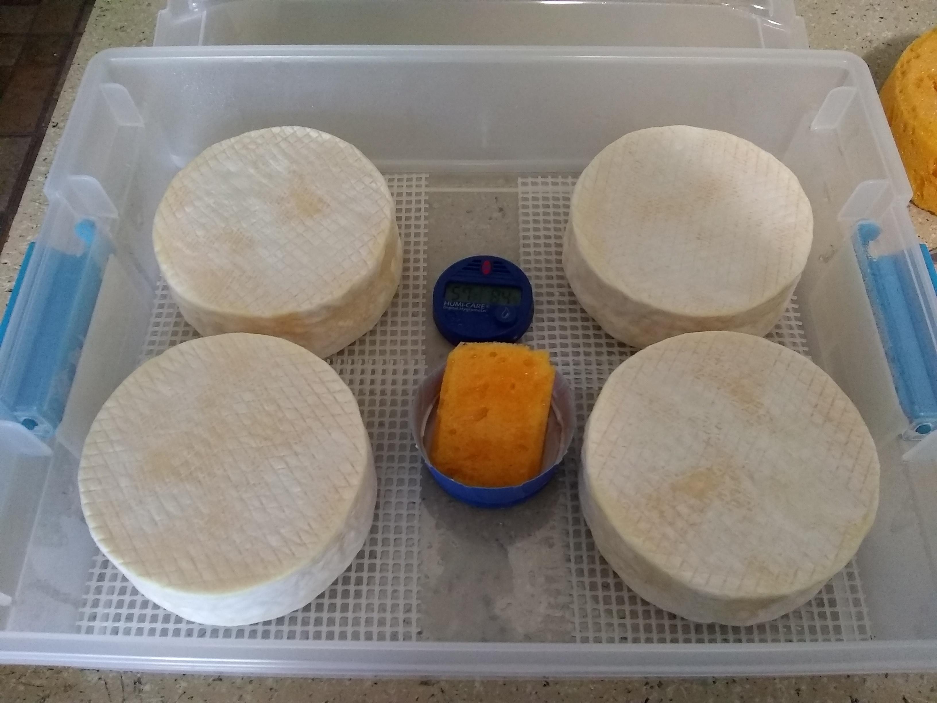 It's beginning to smell a lot like camembert... r/cheesemaking