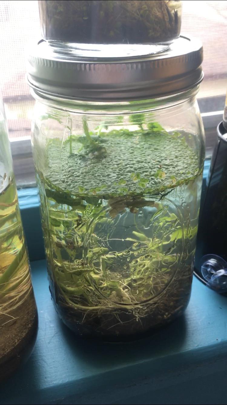 Love how green my ecosphere is 💚 r/Ecosphere