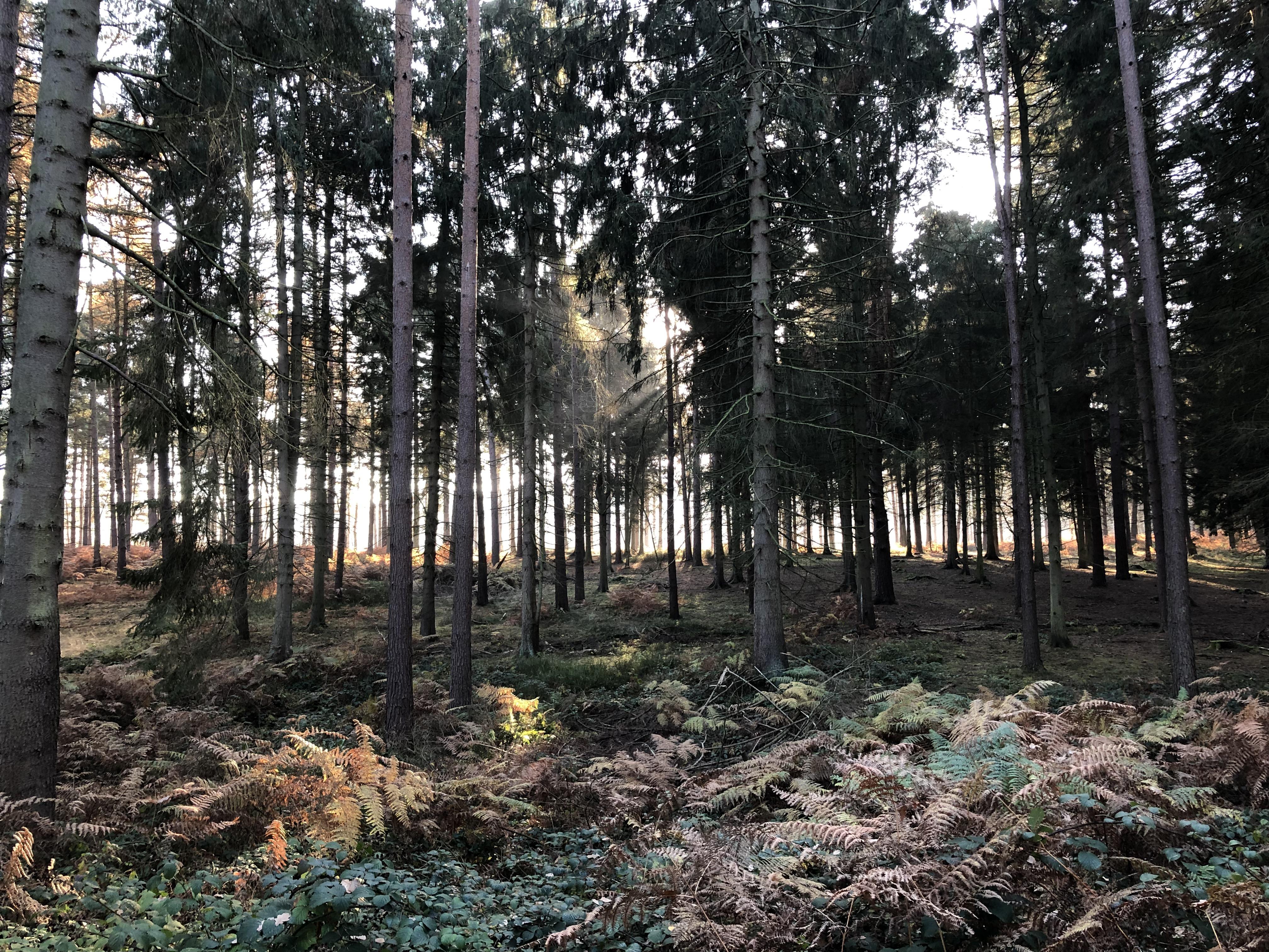 Cannock Chase r/britpics