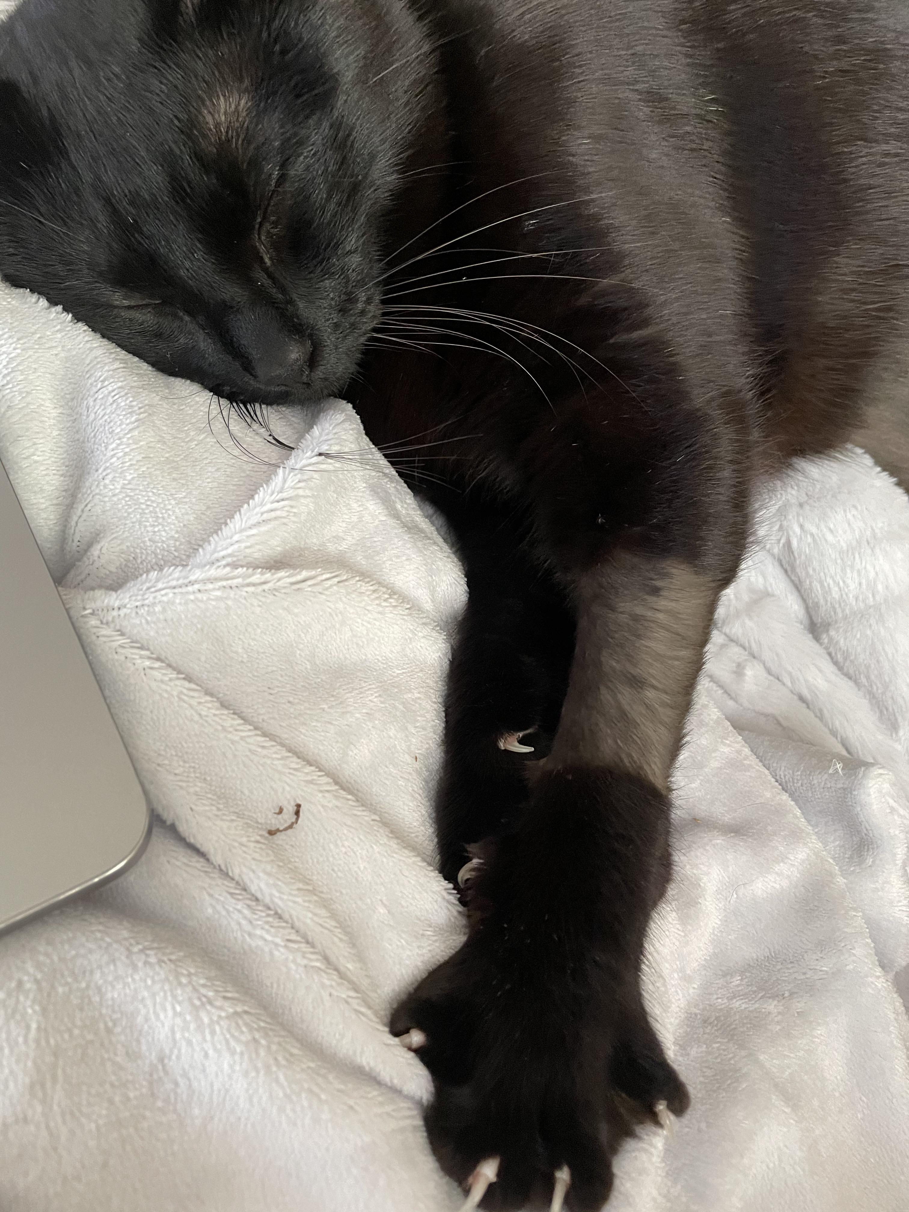 My cat now wants me to share my second unhide blanket, too r/FabFitFun