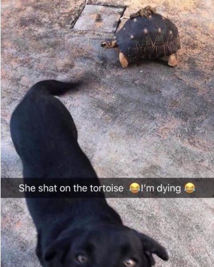 Dog poops on tortoise r/funny