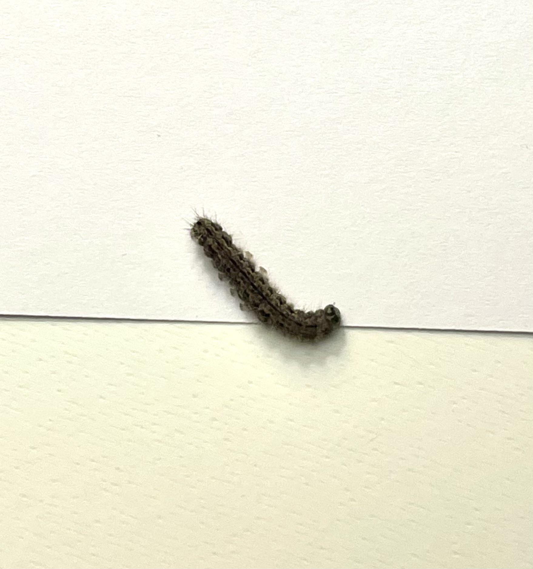 What is this caterpillar (in my bedroom in western EU)? r/whatsthisbug