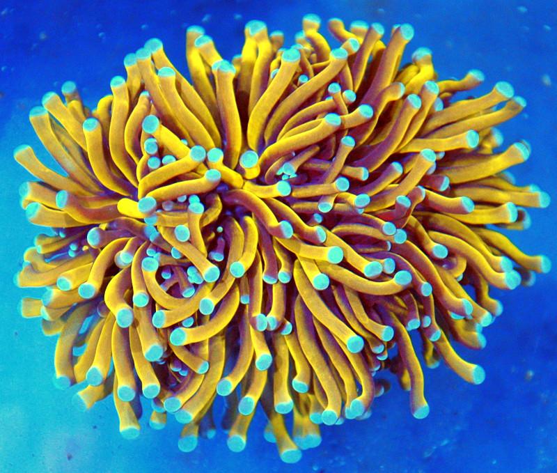 4.5X4 XL GOLD BLUE TIPPED TORCH CORAL r/CoralsandReefs