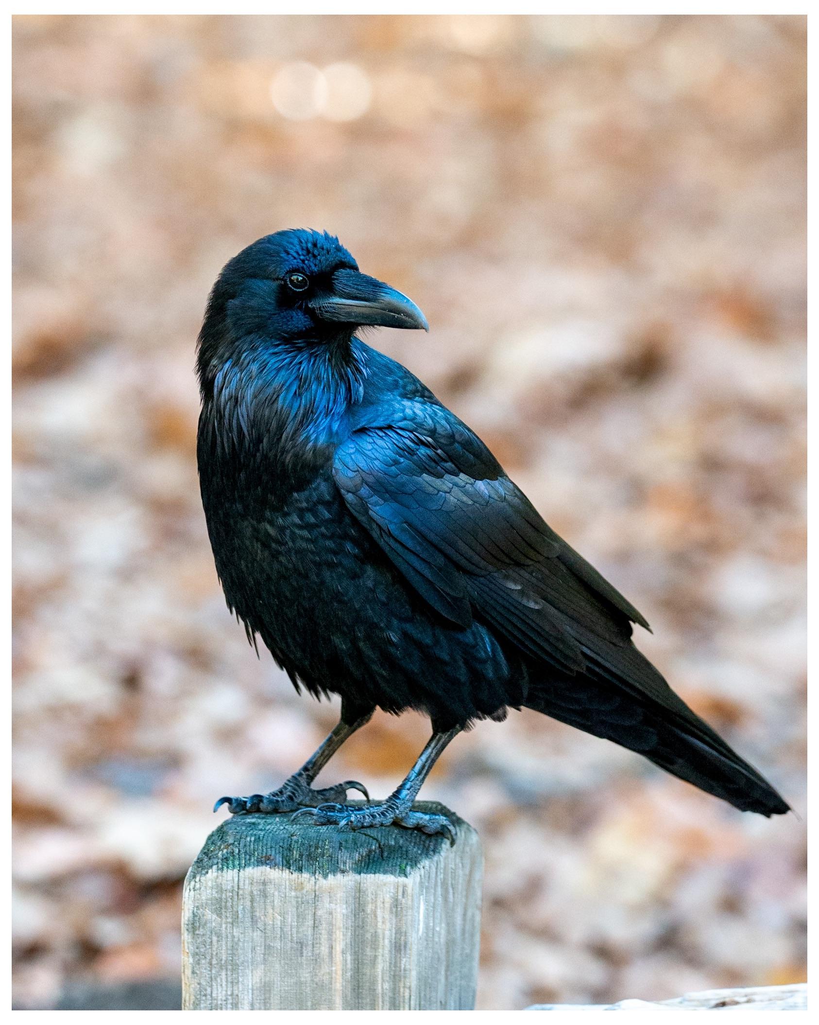 Here’s an actual raven since they’re on a bye this week : r/ravens