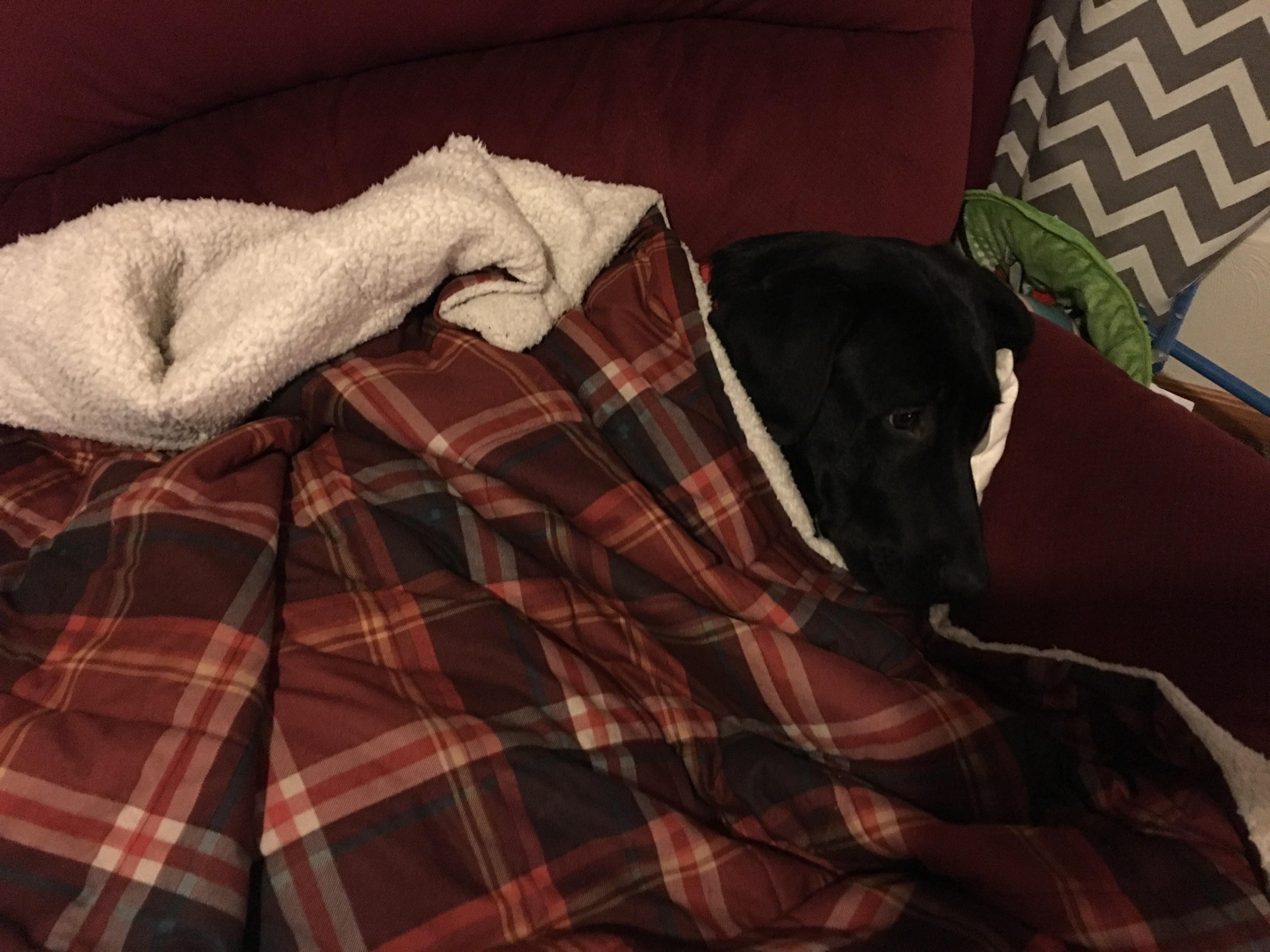 Kane snuggling under the covers r/labrador