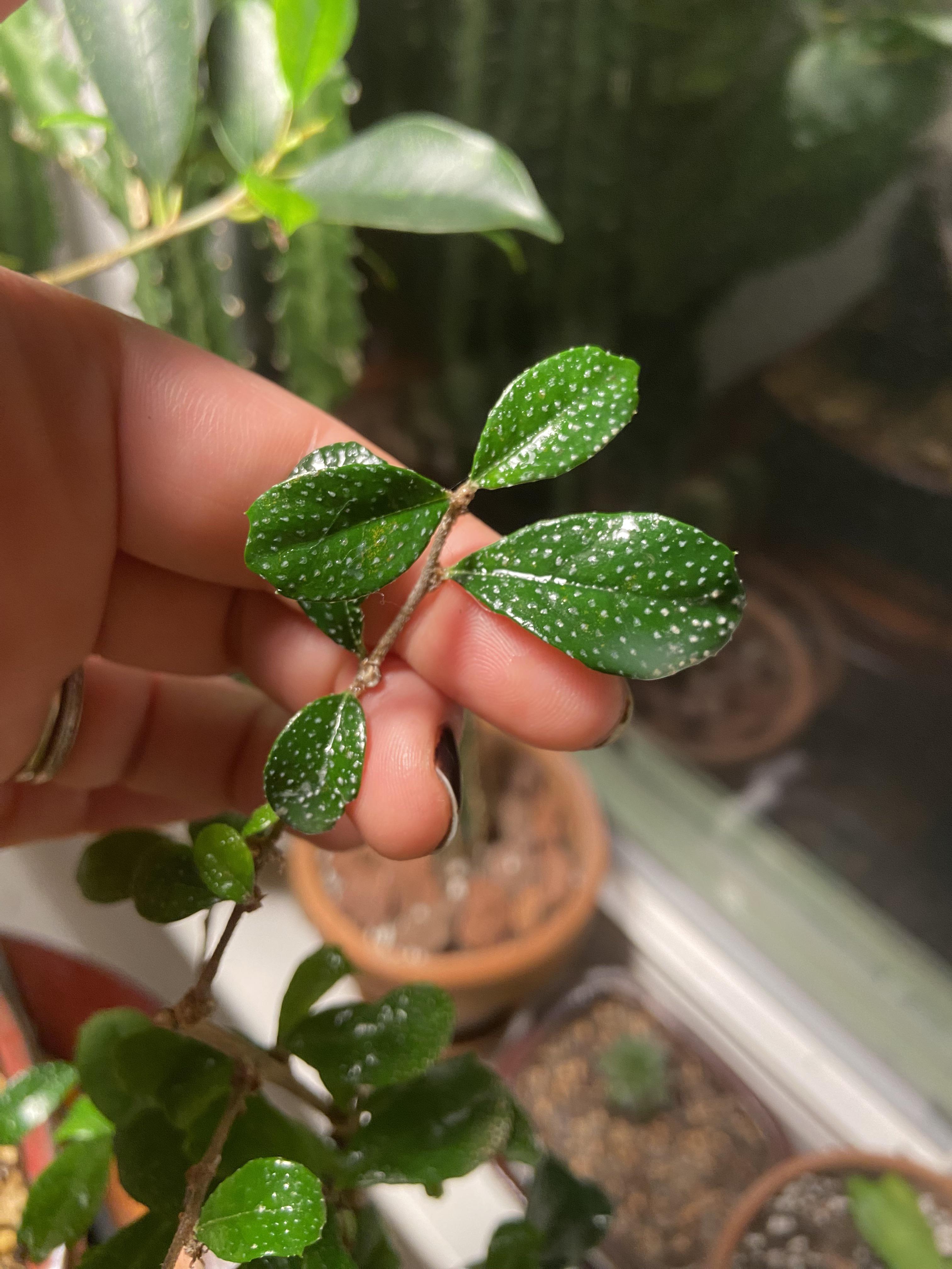 What are these white fuzzy spots on my husbands bonsai? They won’t wipe
