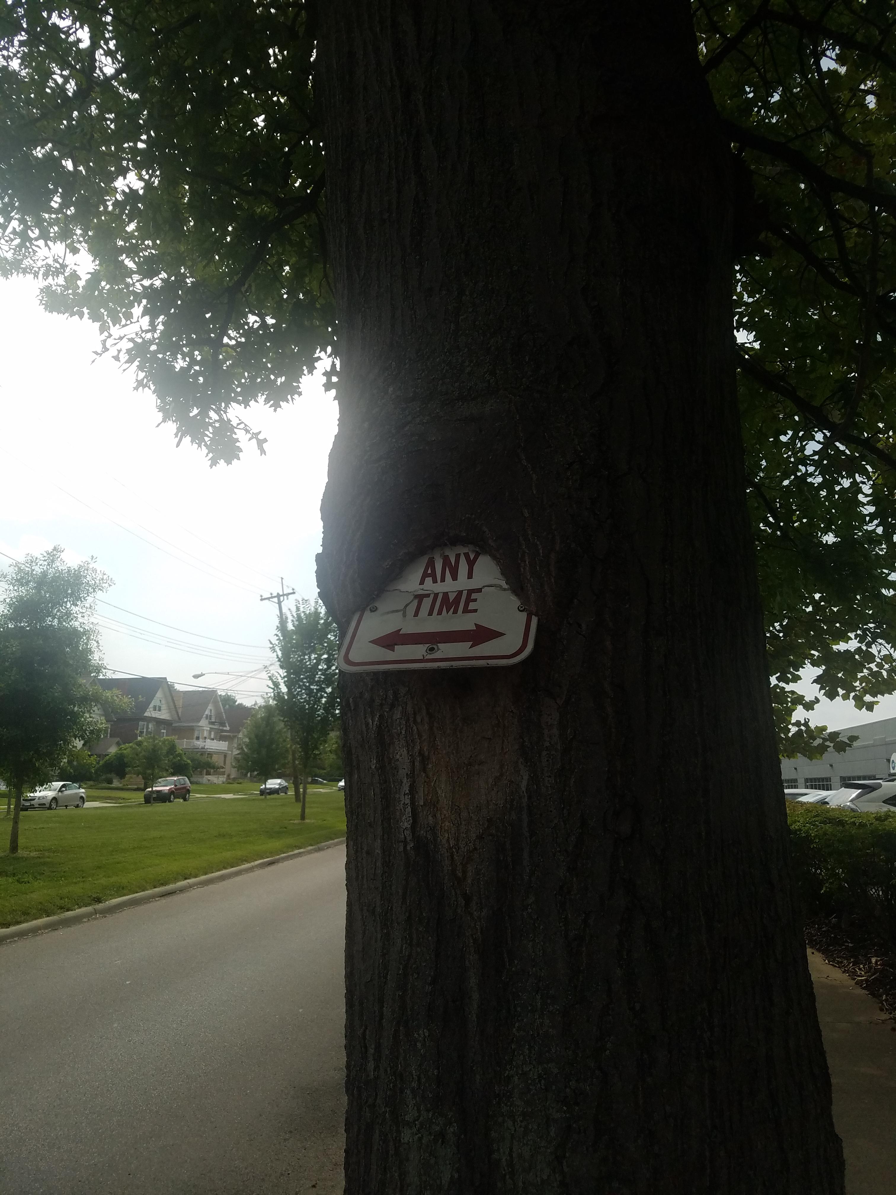 Tree approves of the SUCC (norwood ohio) r/TreesSuckingOnThings
