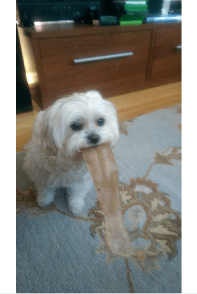Dog's vomit looks like a BIG tongue (friend's dog not my dog) r