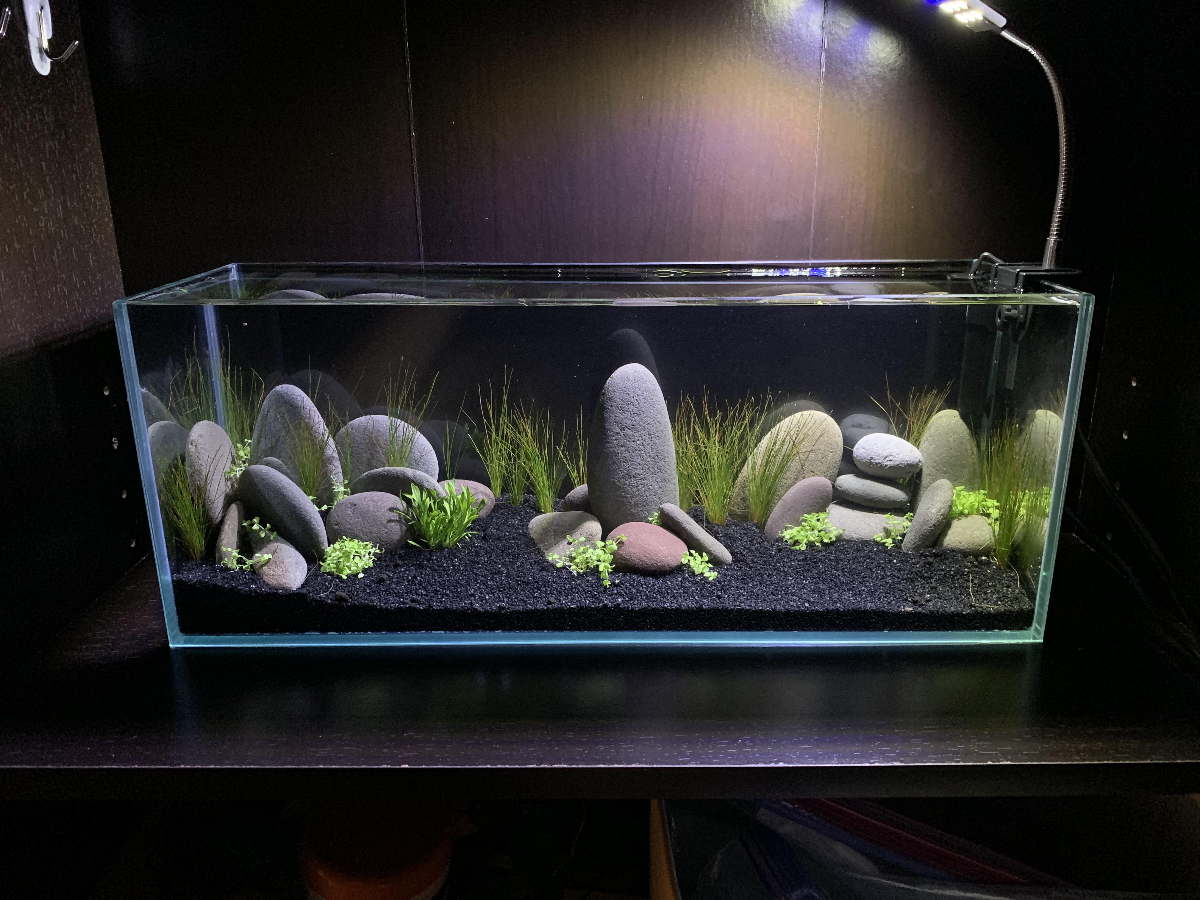 Put together a 3g bookshelf tank r/Aquariums