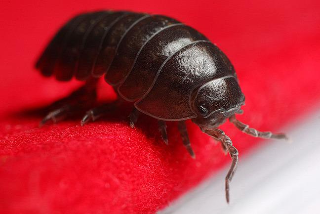 Isopods go by many names- roly poly, potato bug, and pillbug are just a