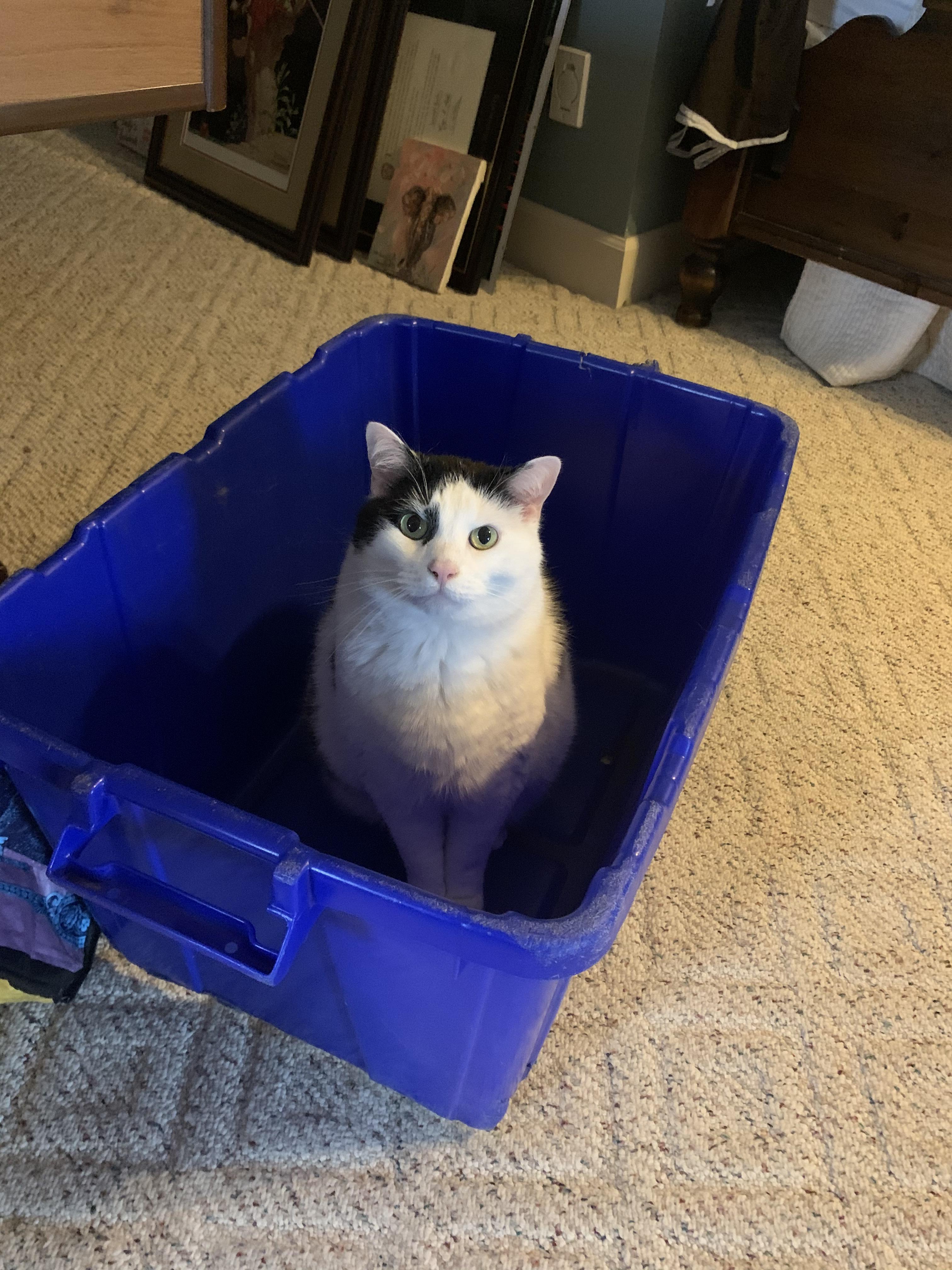 Are cats recyclable? r/TheCatTrapIsWorking