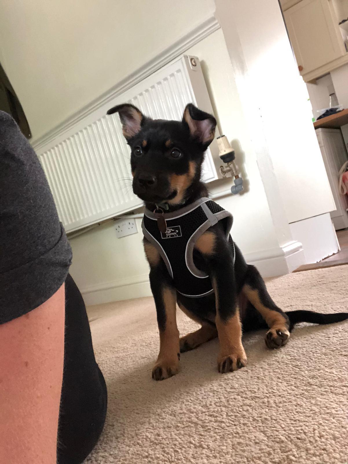 How Do You House Train A Puppy In 5 Days