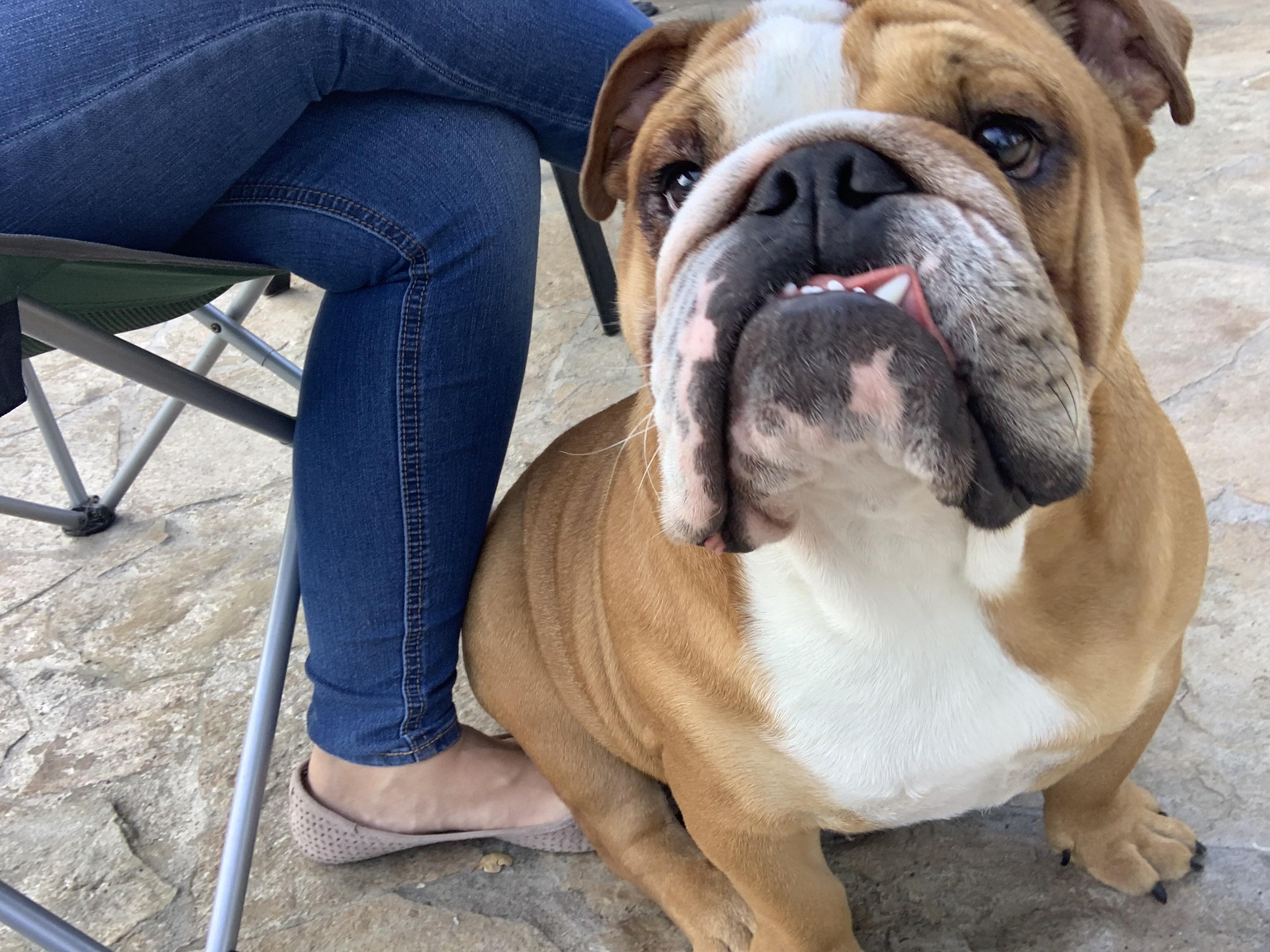 Always sitting on my foot r/Bulldogs