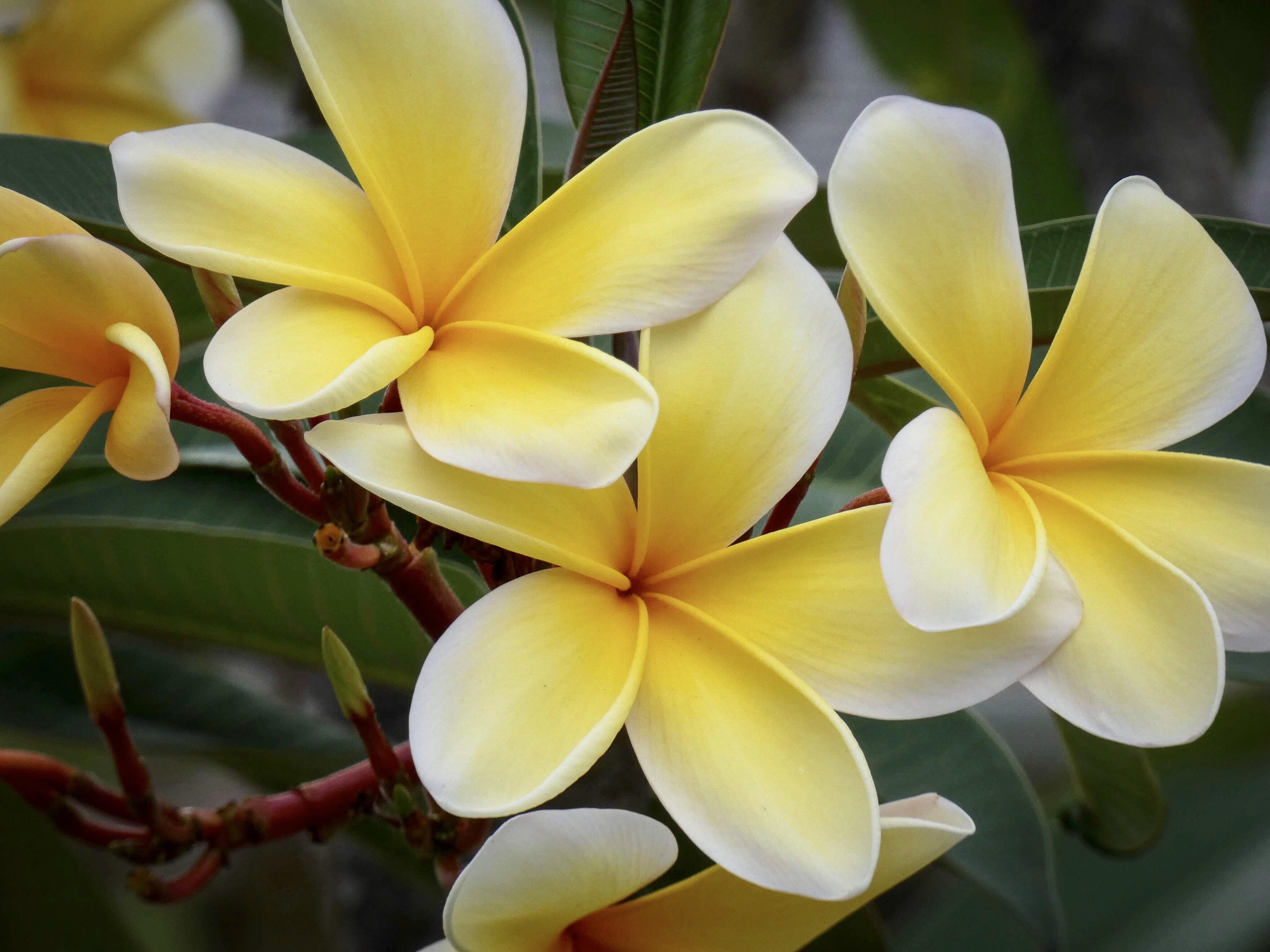 Plumeria Rubra blooms in southern Florida [4096x3072] [OC] r