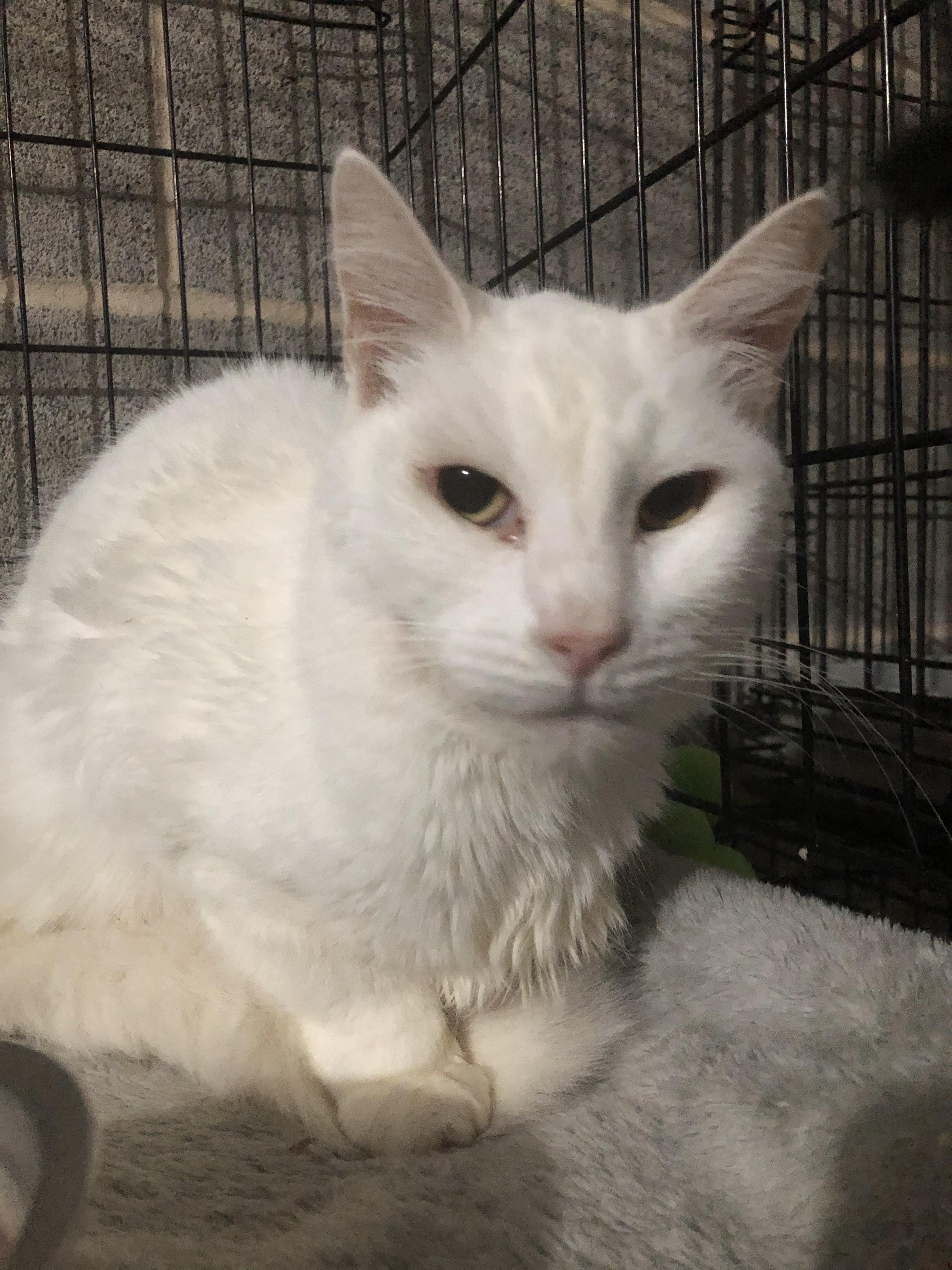 Miss Andi, home after dental surgery. She’s eating soft foods and