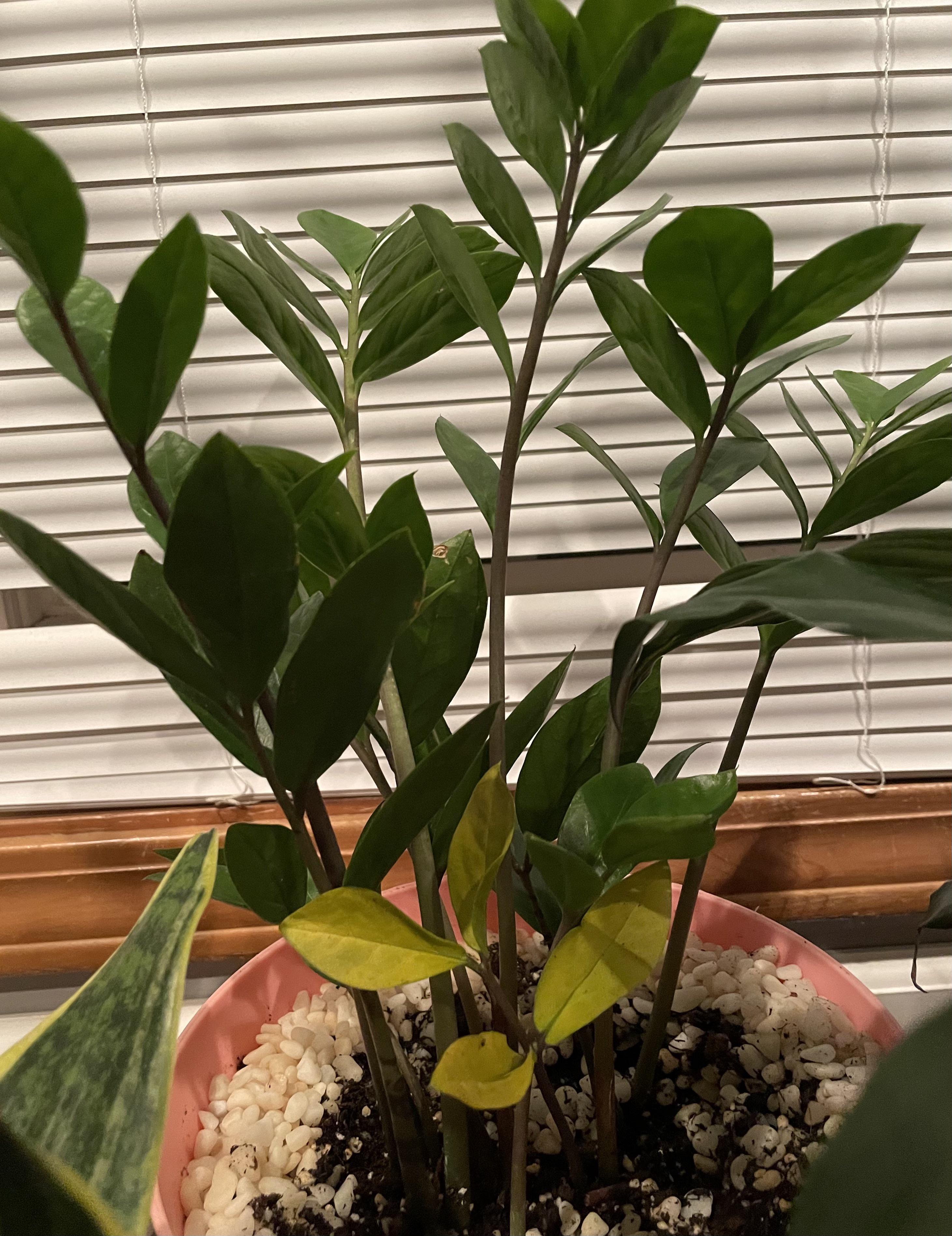 Single yellow stem of my ZZ... not sure what would cause this. The rest