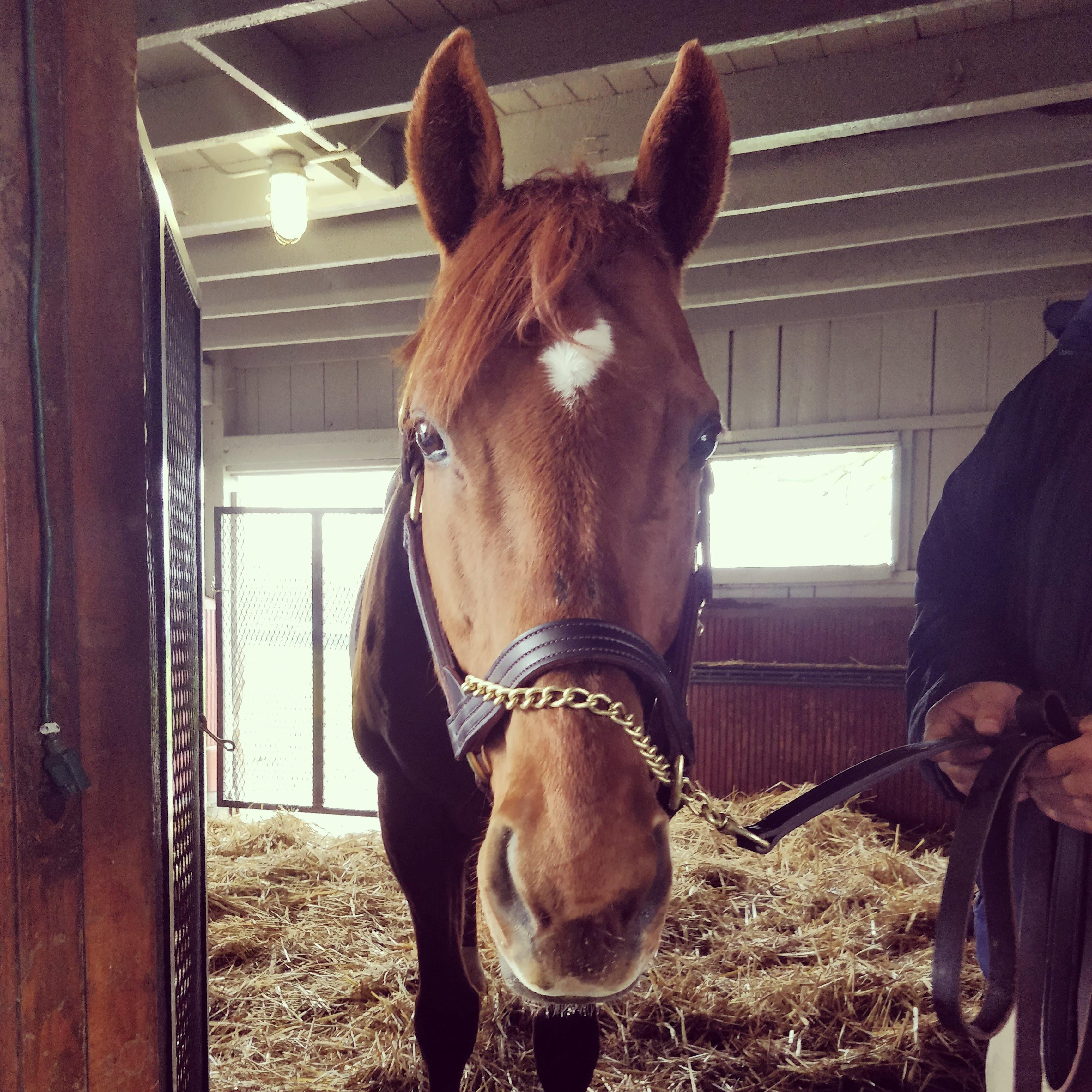 Point Given (retired) at the Kentucky Horse Park Hall of Champions