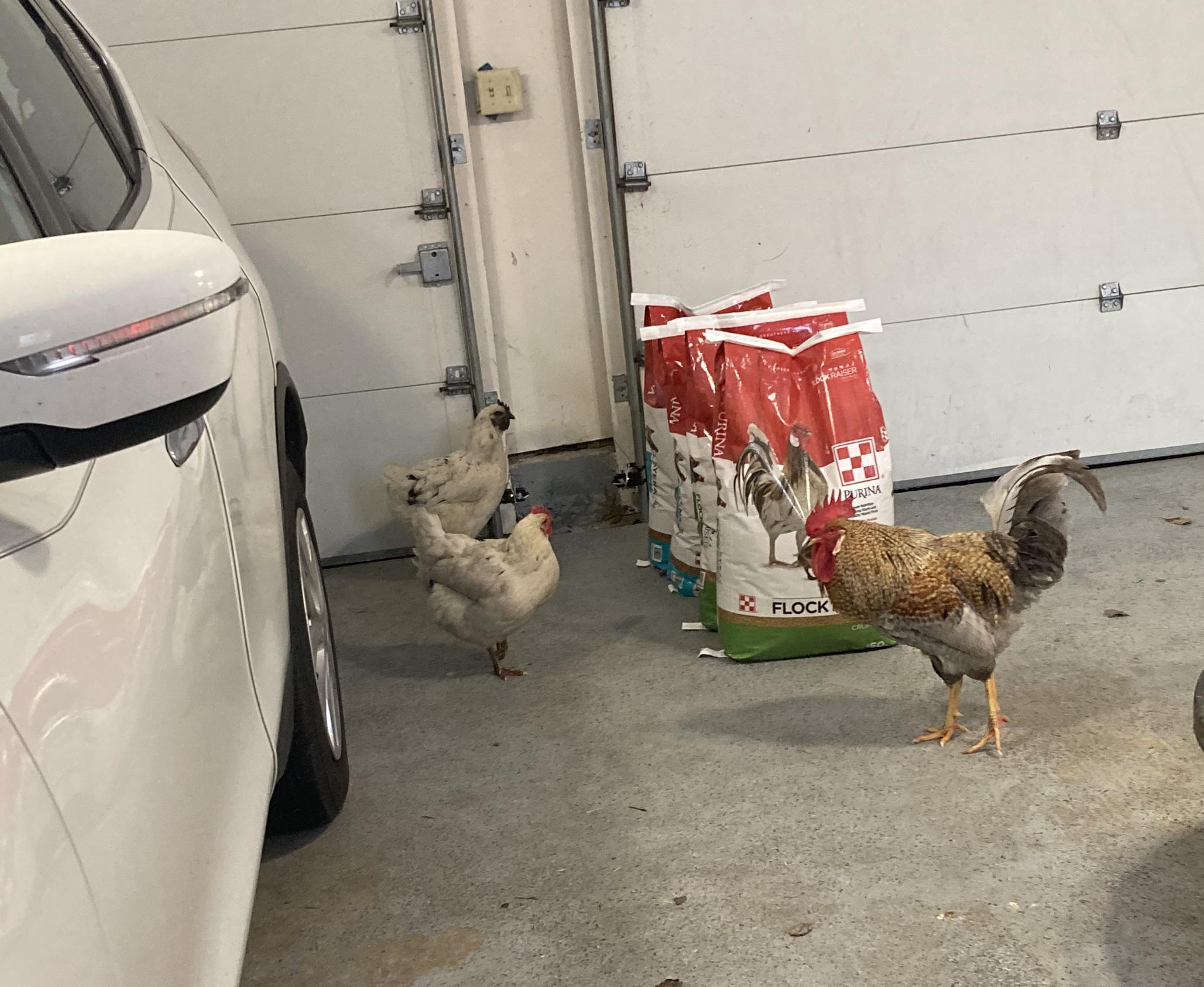 Who let Dog in the garage? r/chickens