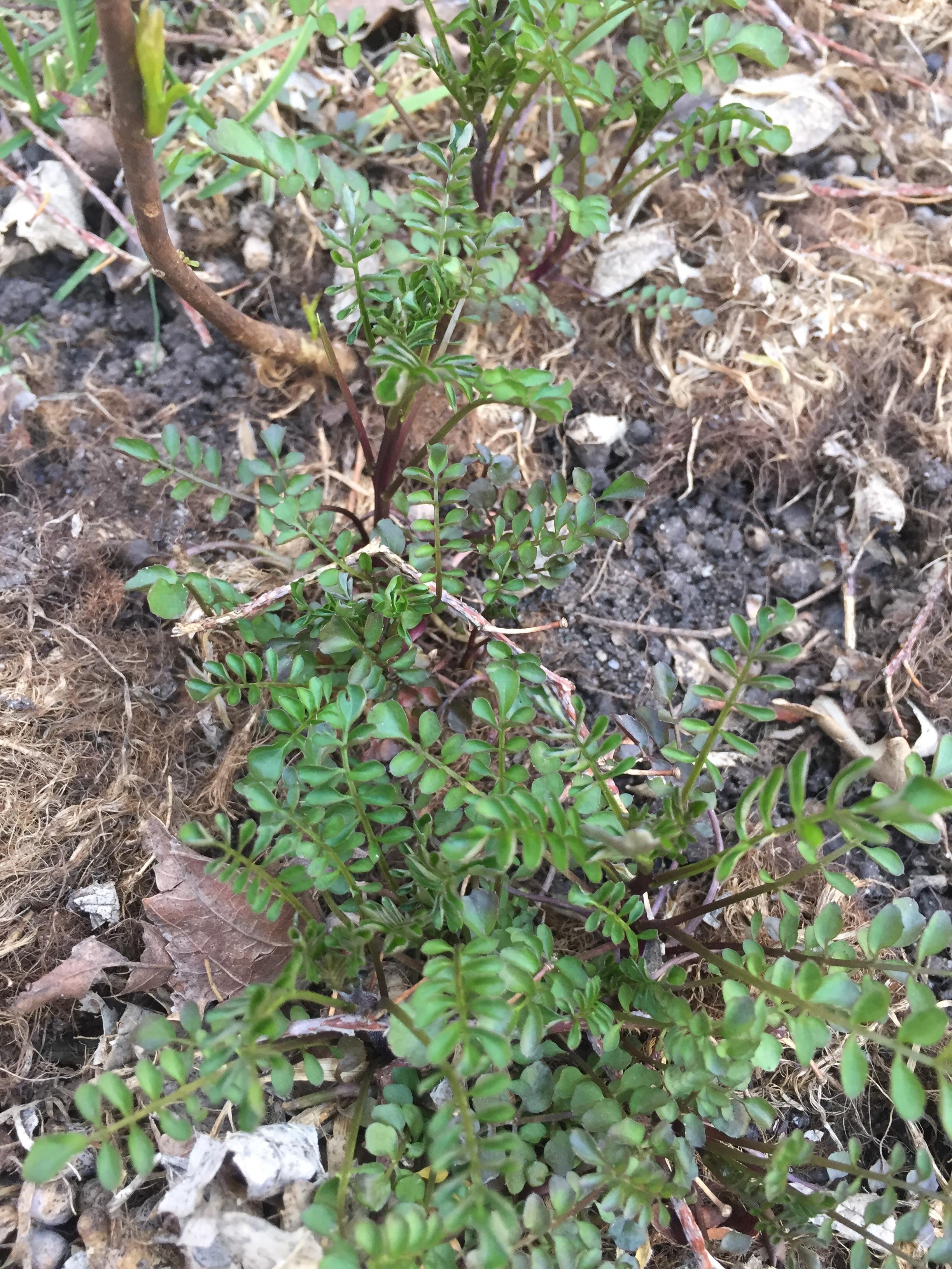 Look like ferns but aren't...zone 4 r/whatsthisplant