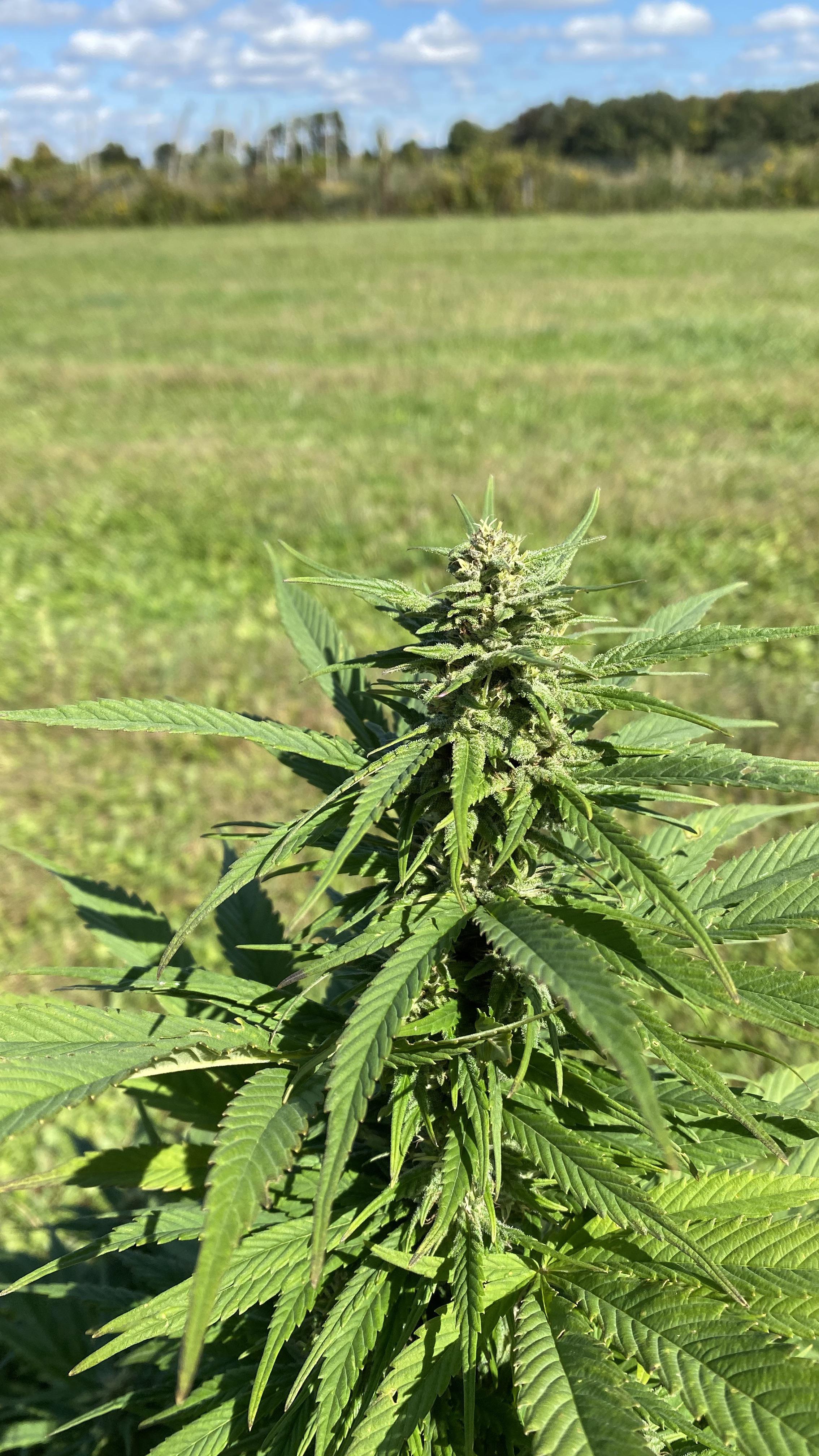 Asking for a friend Do deer eat cannabis? r/trees