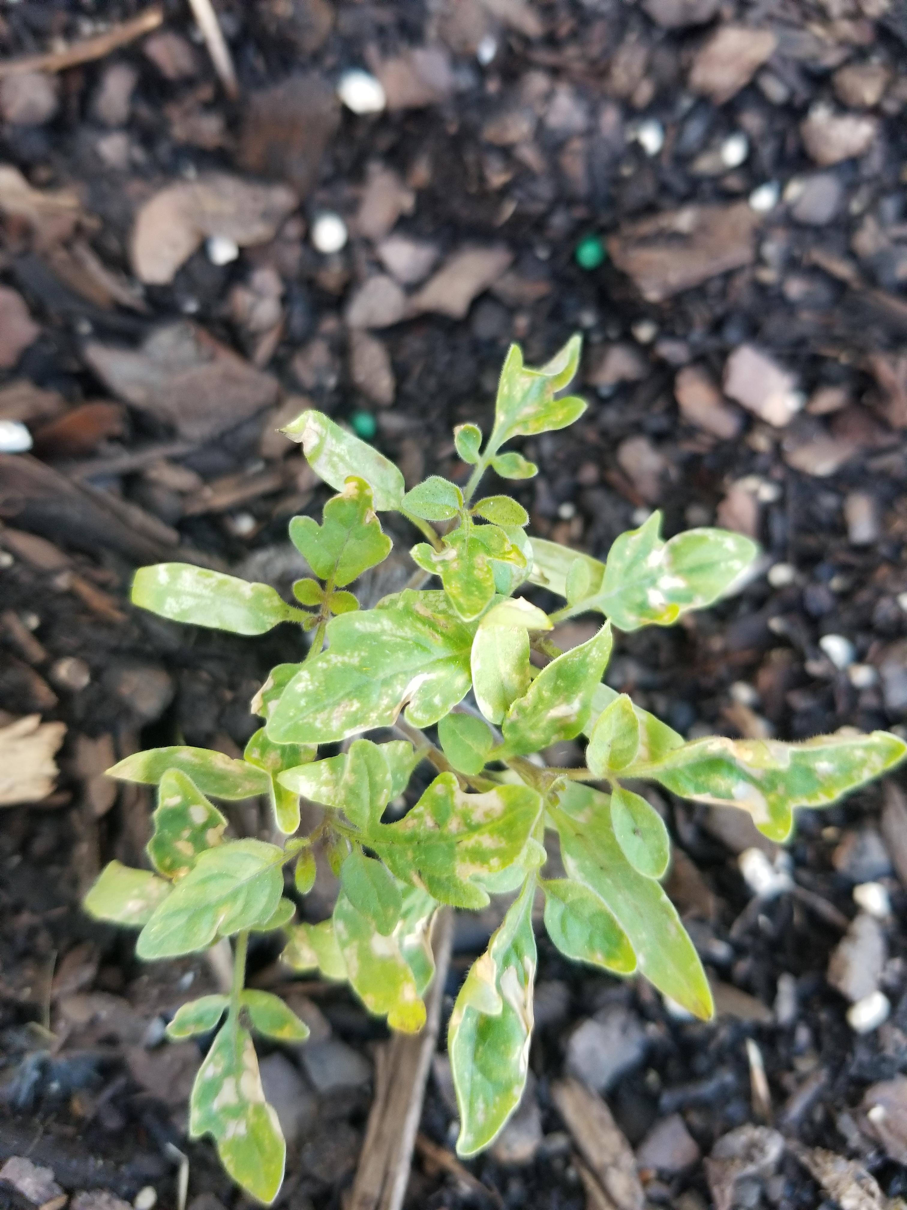 Why do my tomato plants have so many white spots? r/plantclinic