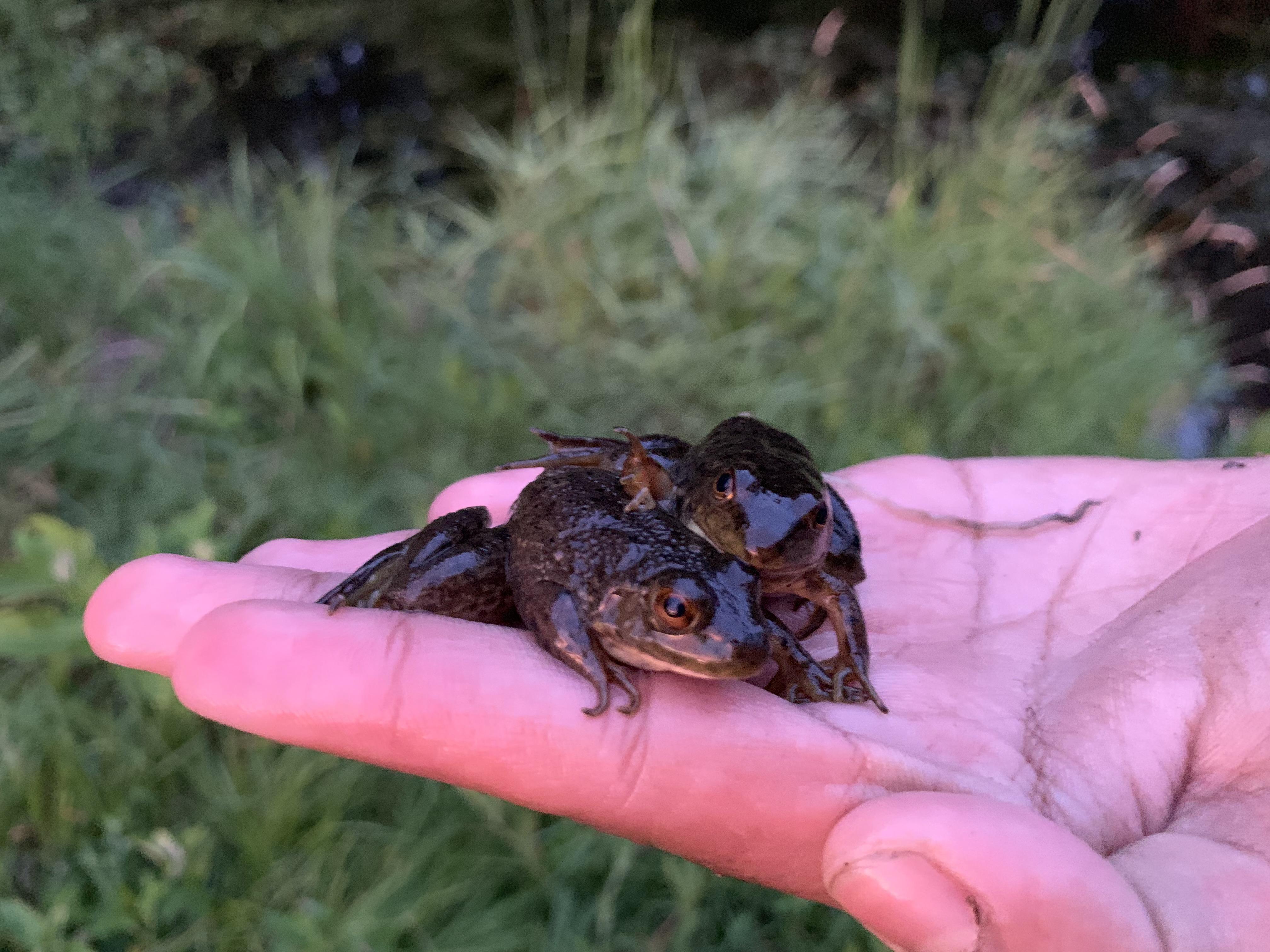 2 small green frogs Lexington, Massachusetts r/herpetology
