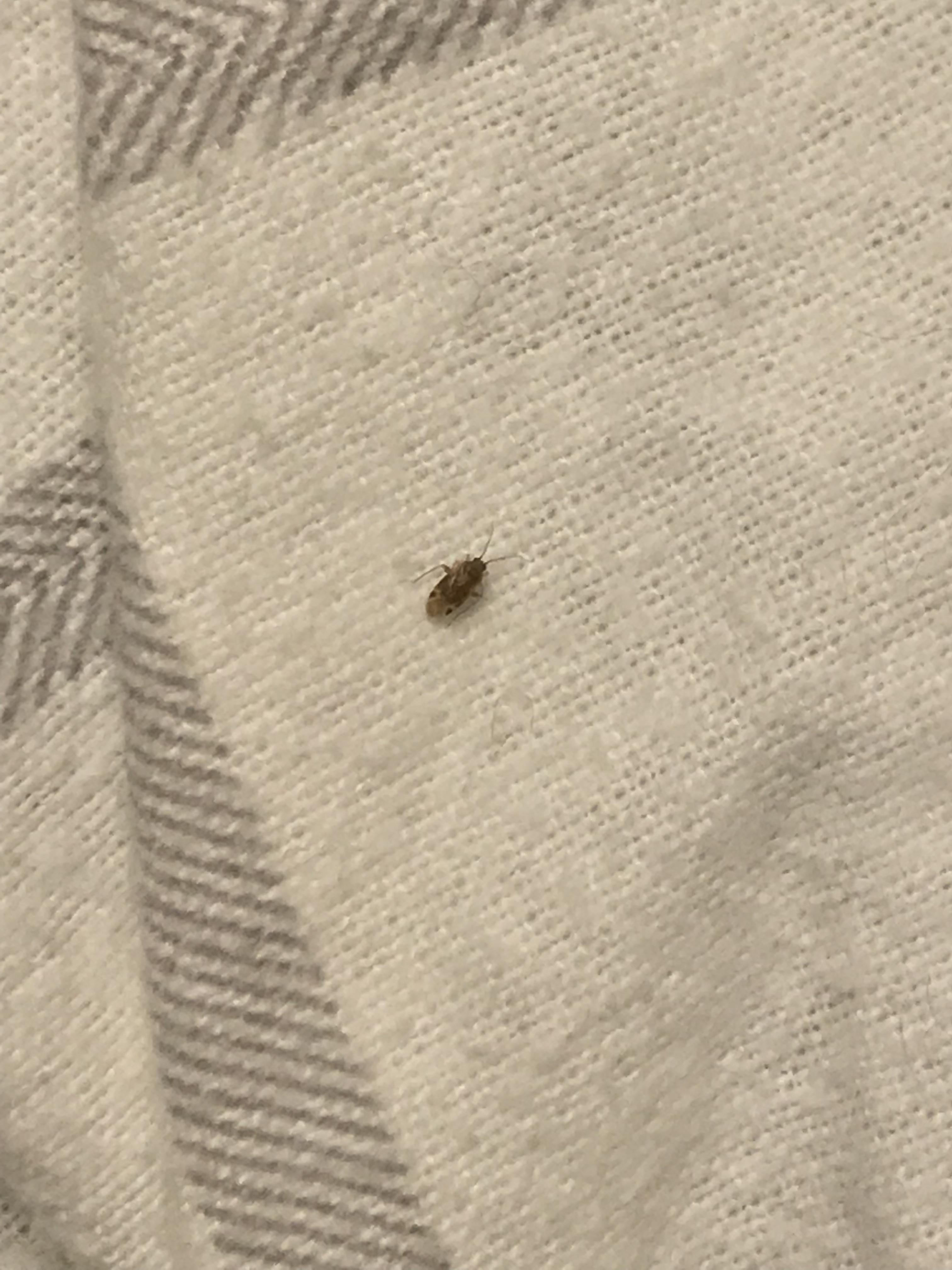 Found a bunch of these bugs in a bed at 5AM in Toronto. Has wings with dots and long antennae
