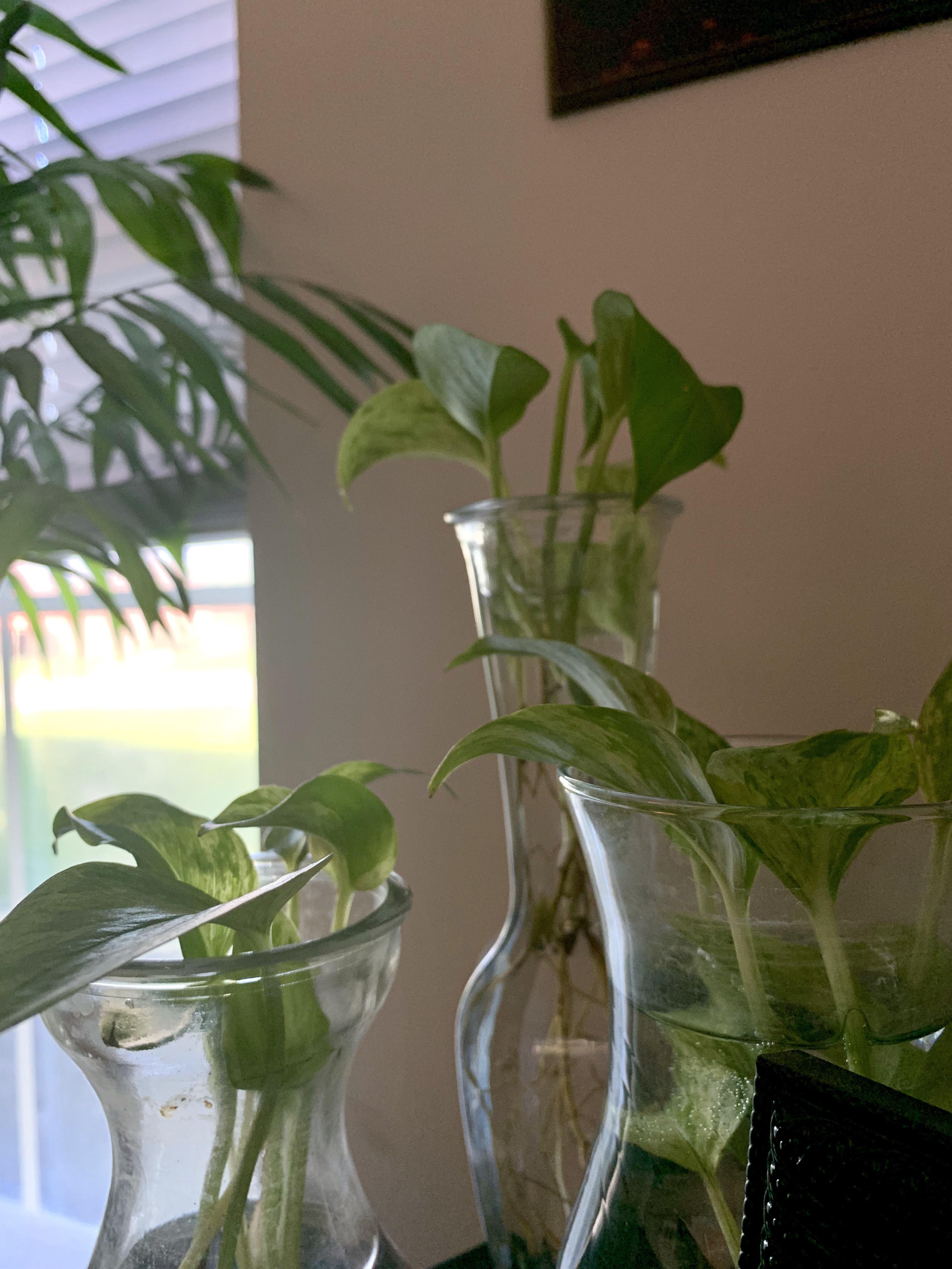 A wonderful little pothos I got received too much love (...water) so I