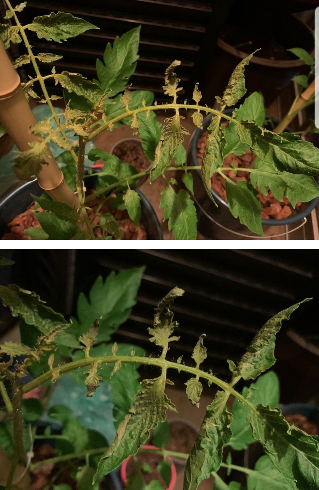 Hey all! Does anybody know why my tomato plants and getting rigid and