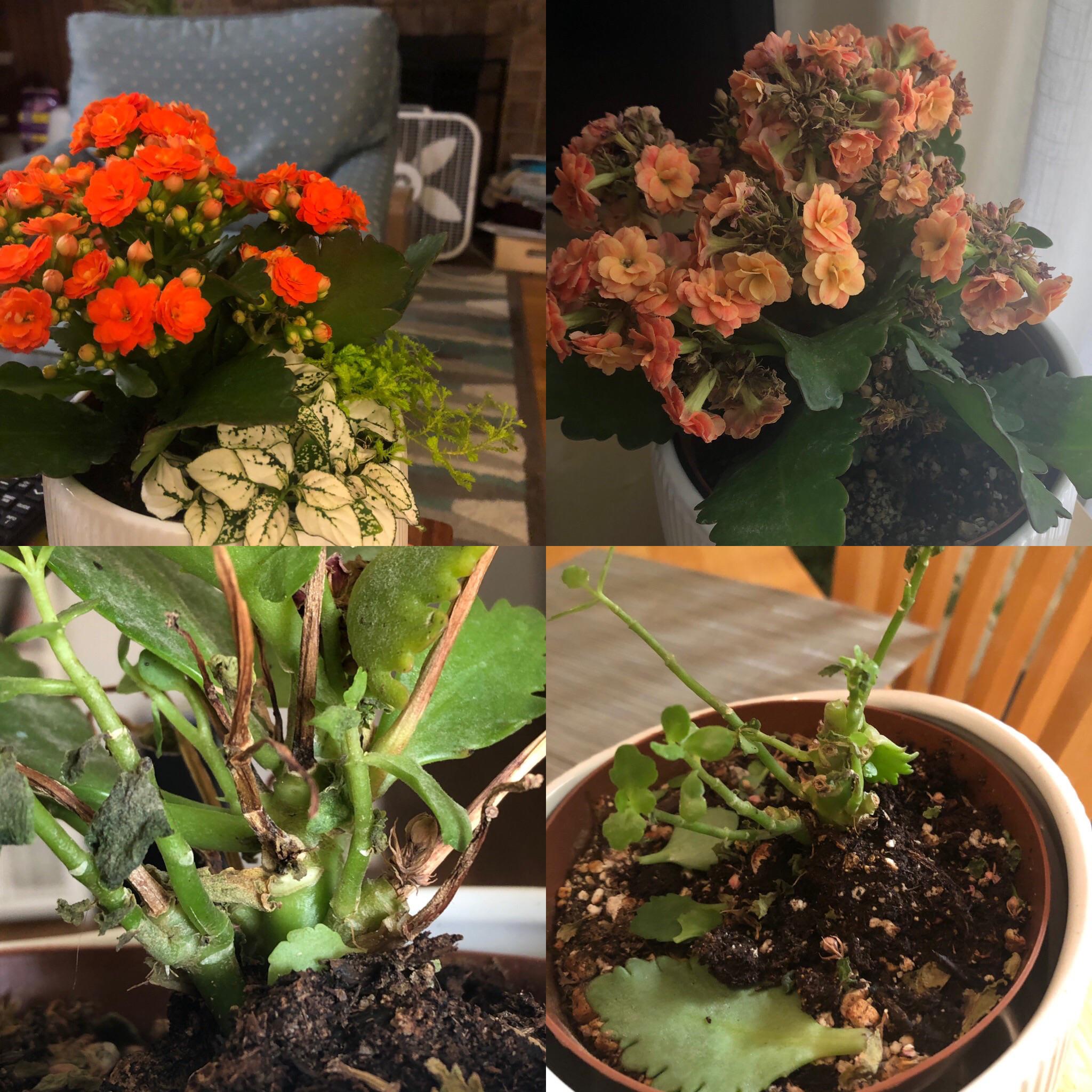 [update] Kalanchoe still dying (I’m pretty sure) r/plantclinic