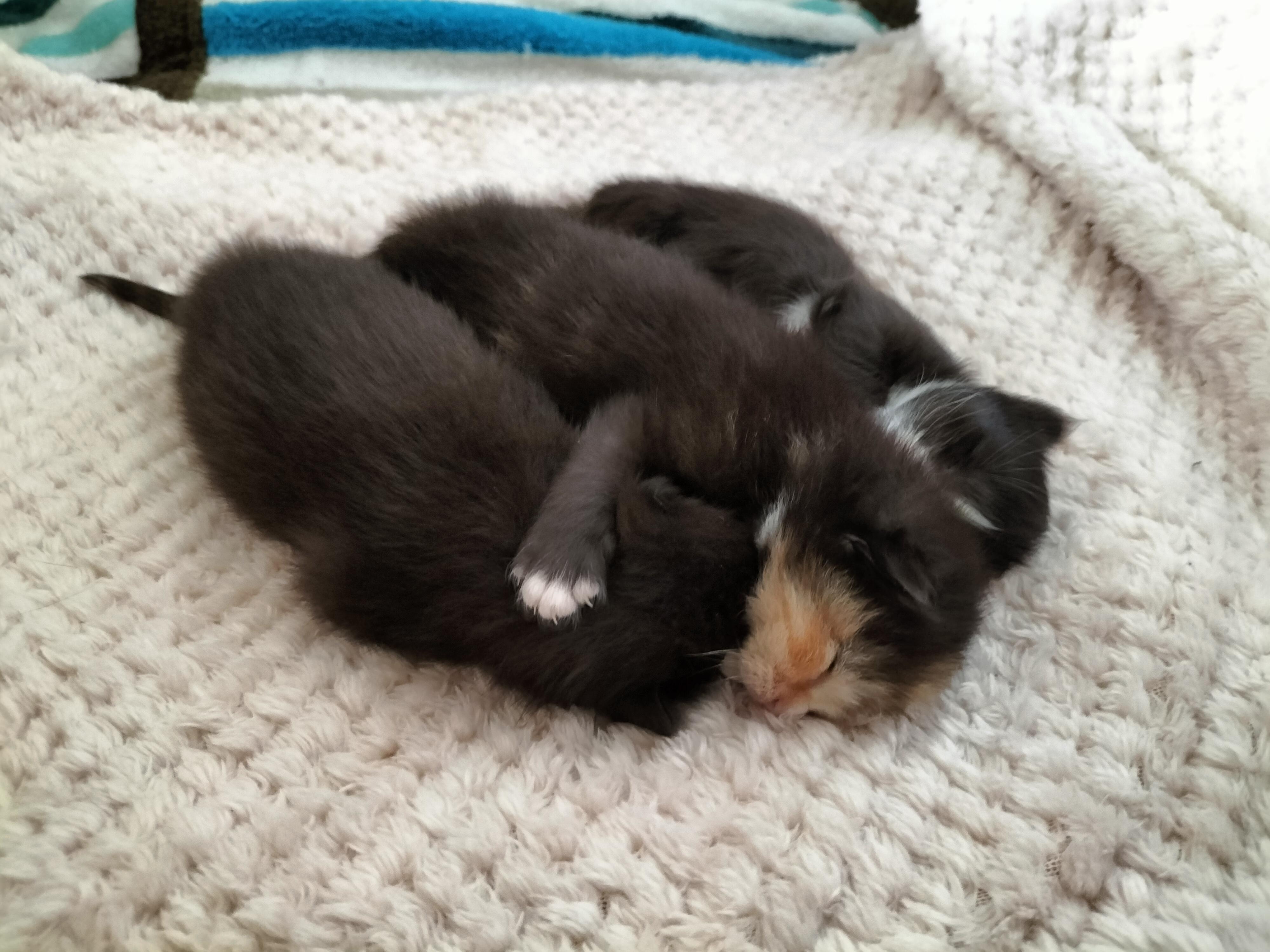 Our cat just had kittens and I am quite proud of this photo. Not staged