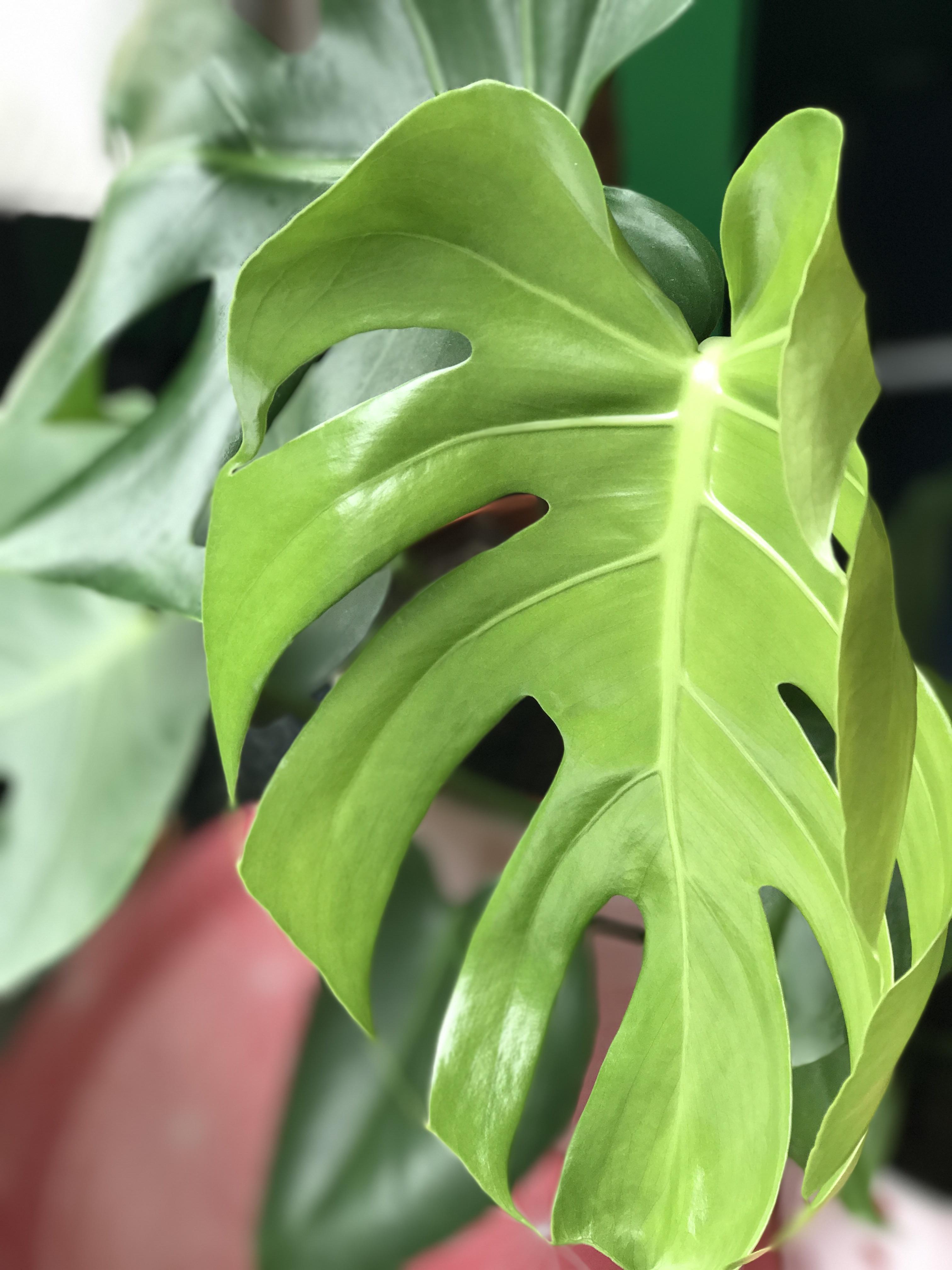 Update on my new Monstera Deliciosa leaf mostly unfurled but still